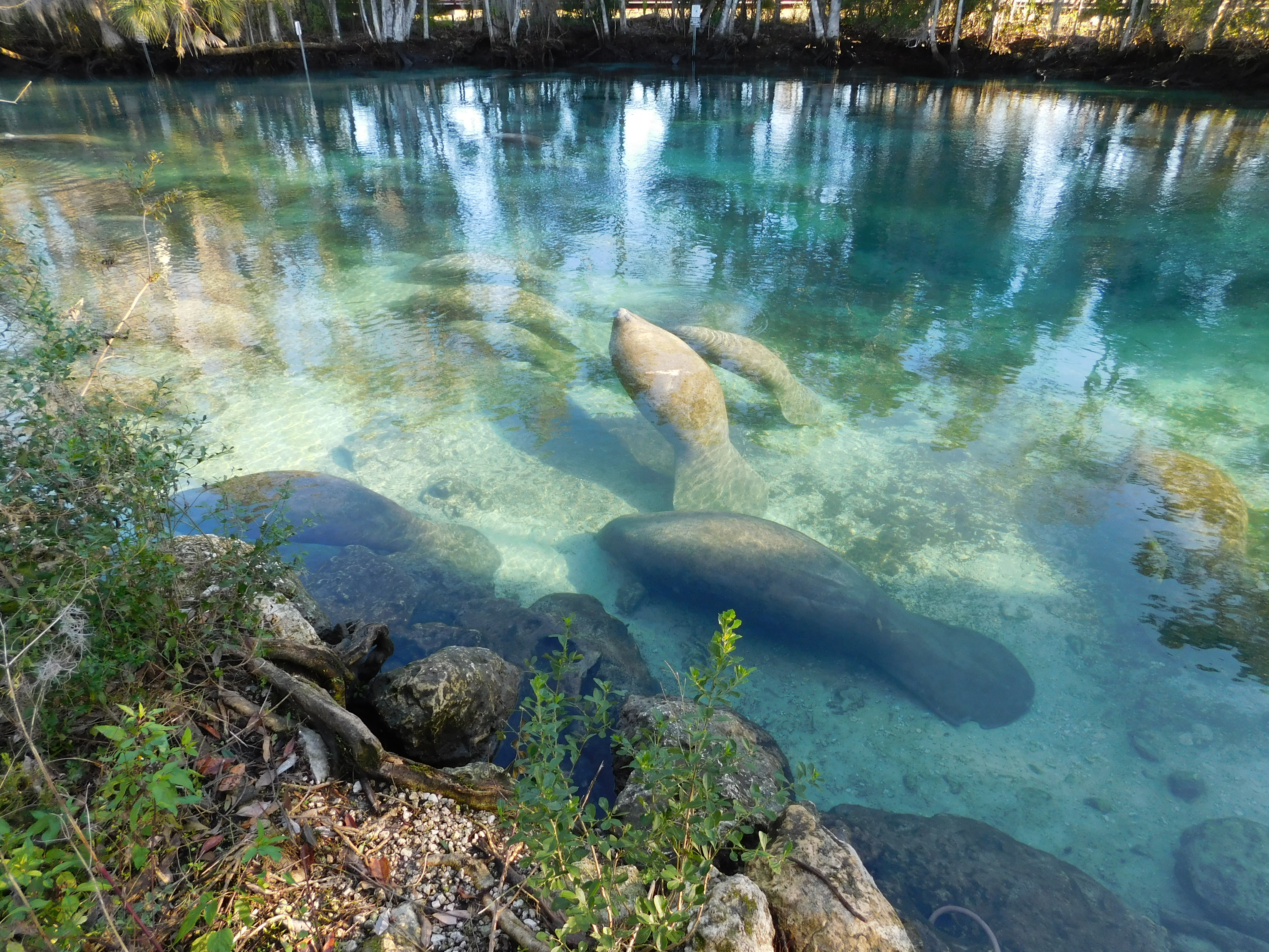 Manatees in Crystal River Citrus County FL