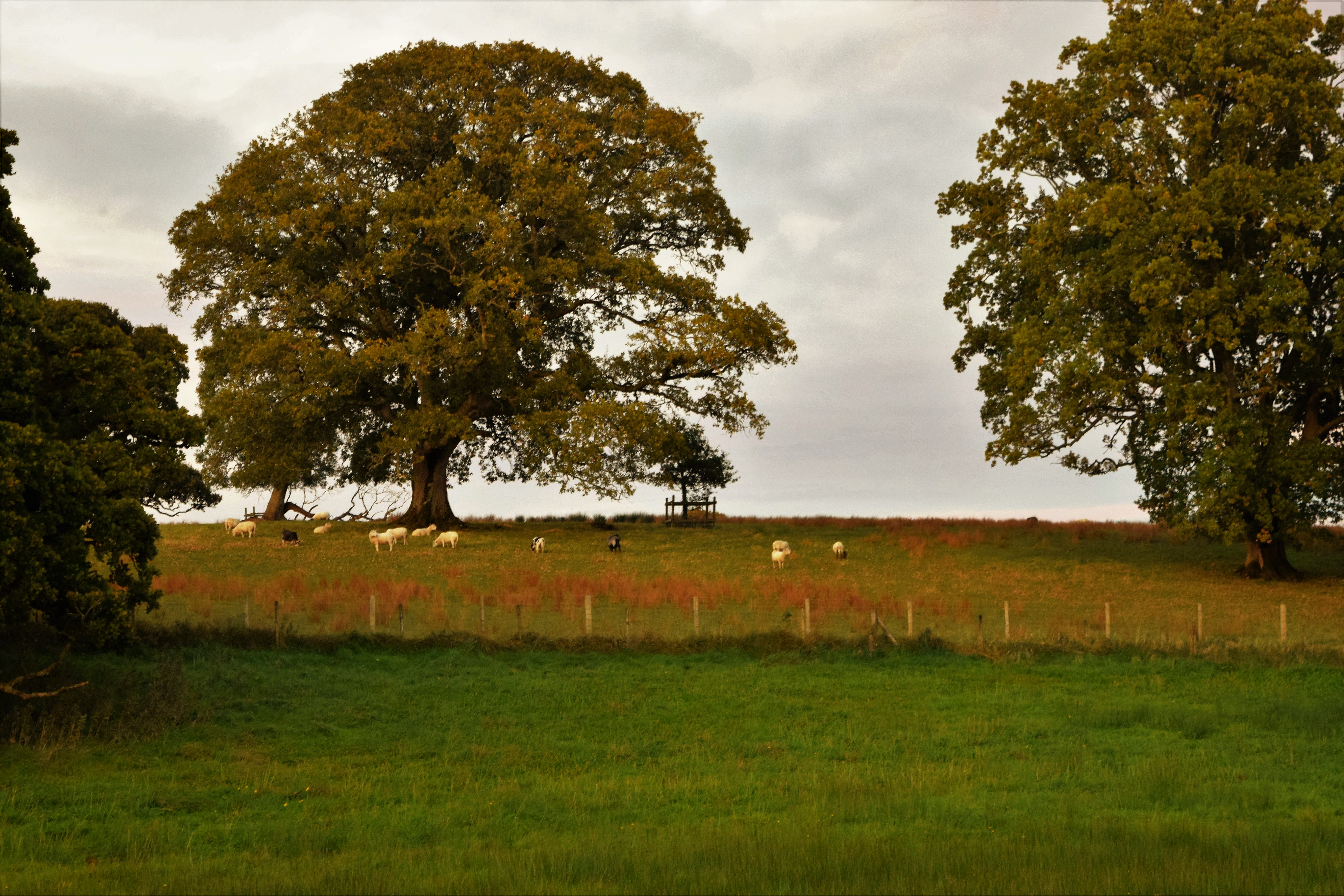 Sheep and goats grazing at Crom Estate Ireland