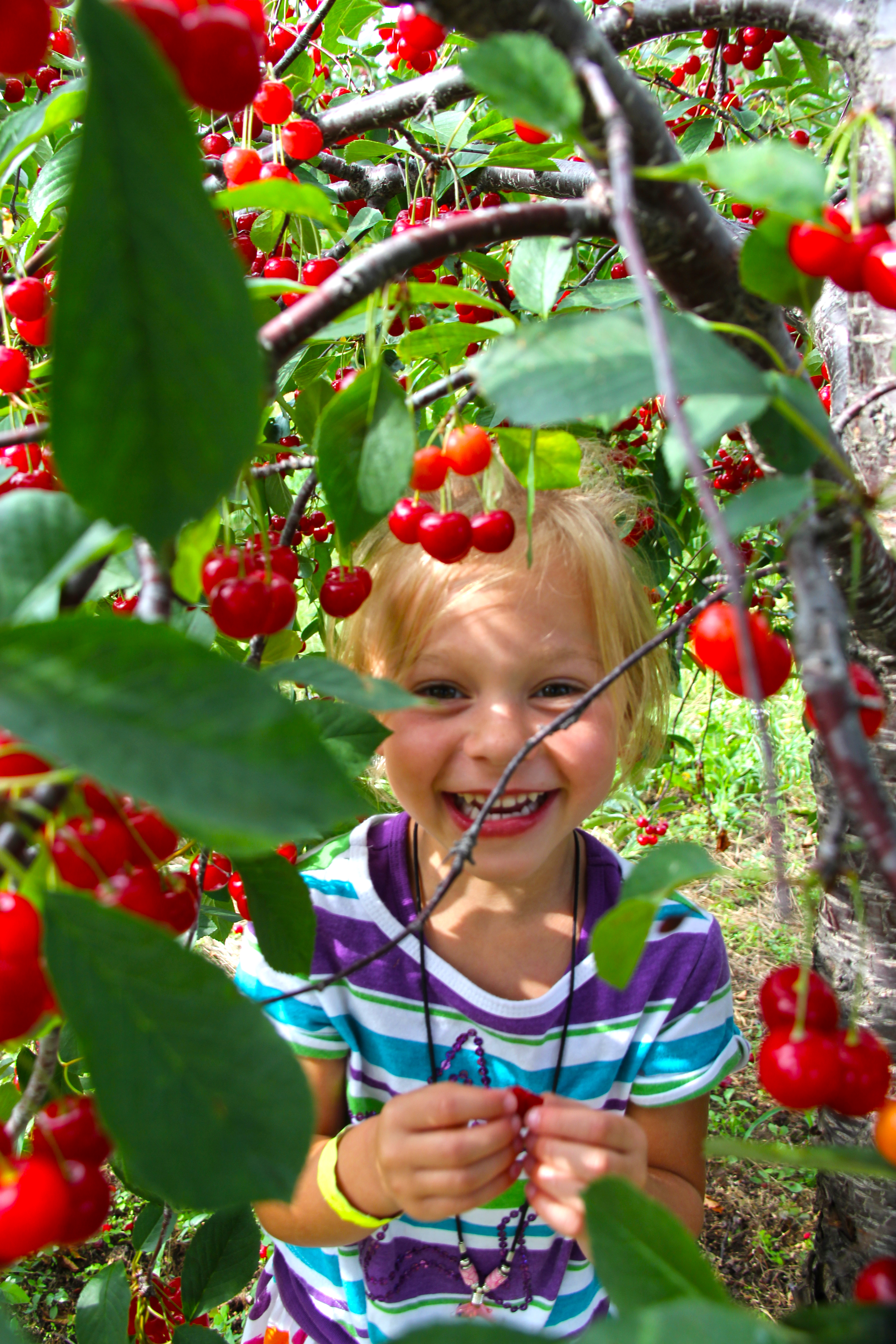 Cherry Picker in Door County