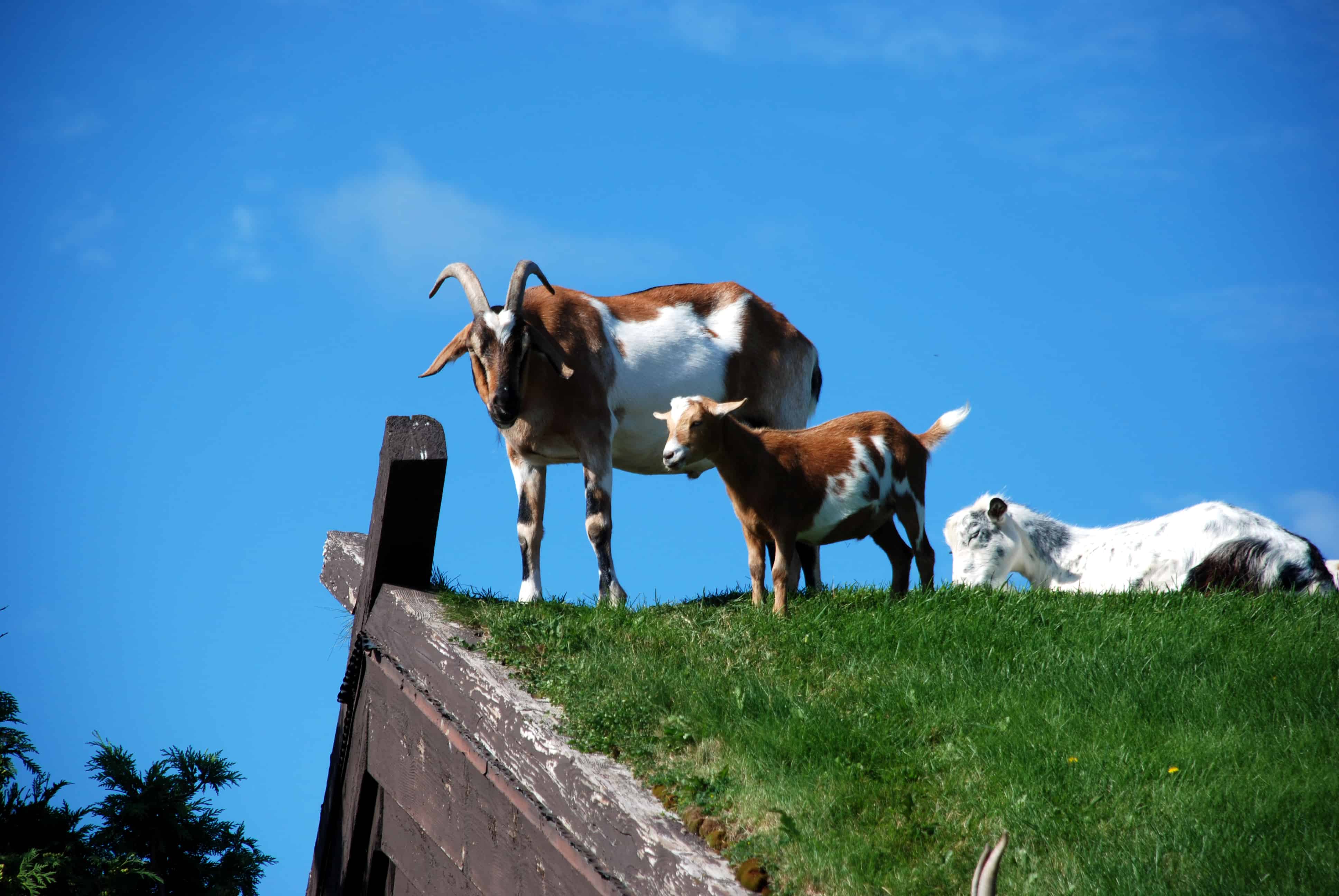 Al Johnson's Swedish Restaurant Goats