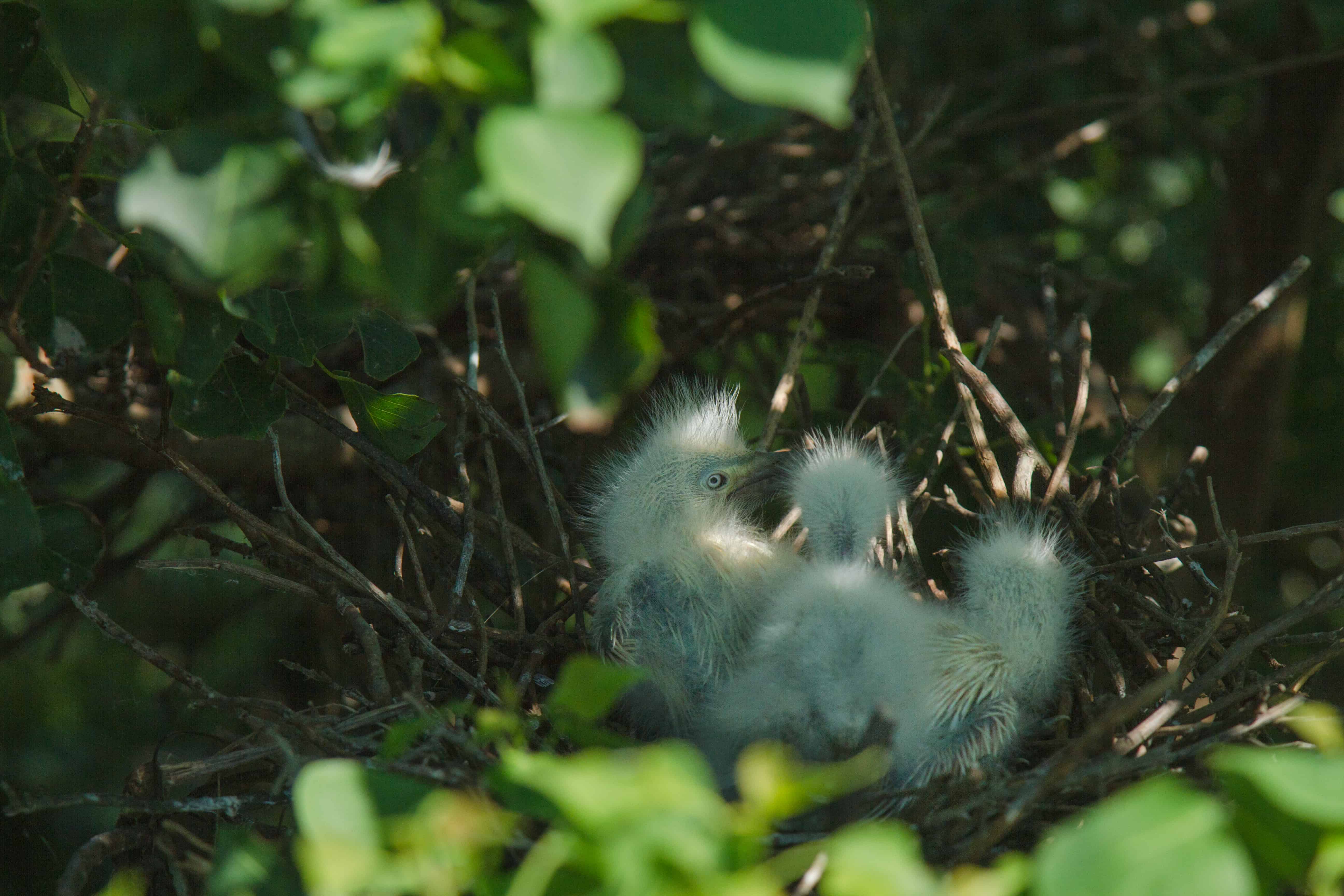Chicks on Eco-tour at Lake Charles LA