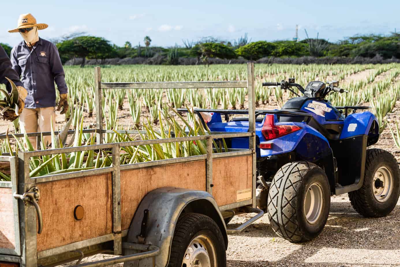Cutting plants at Aloe Vera farm