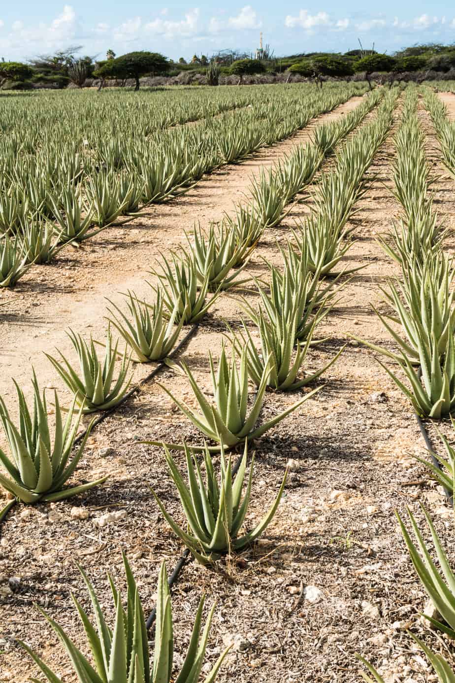 Field of aloe vera plants in Aruba