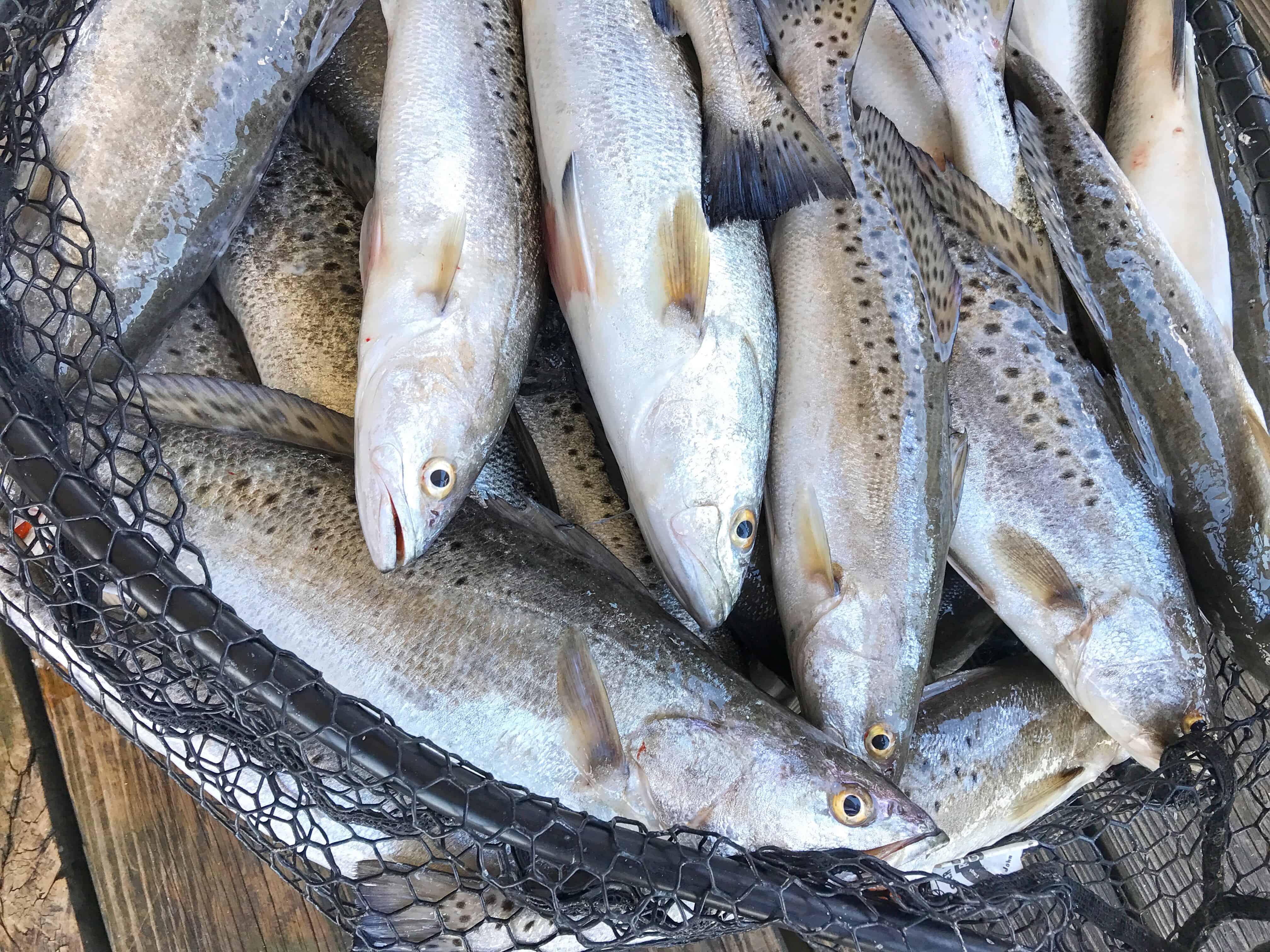 Speckled Trout caught with Big Lake Guide Services Lake Charles