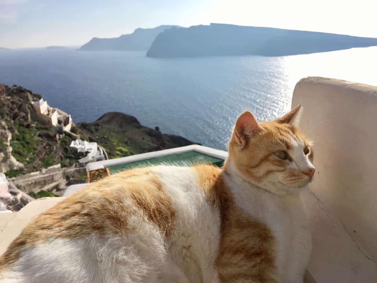 Cinnamon Cat Oia