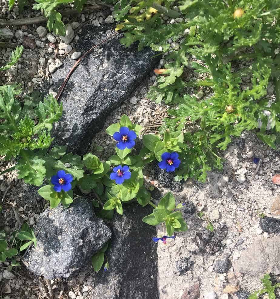 Flowers on Trail to Fira