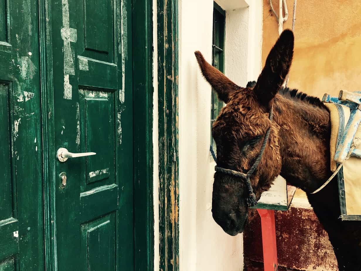 Passing a Mule on Hike Oia to Fira