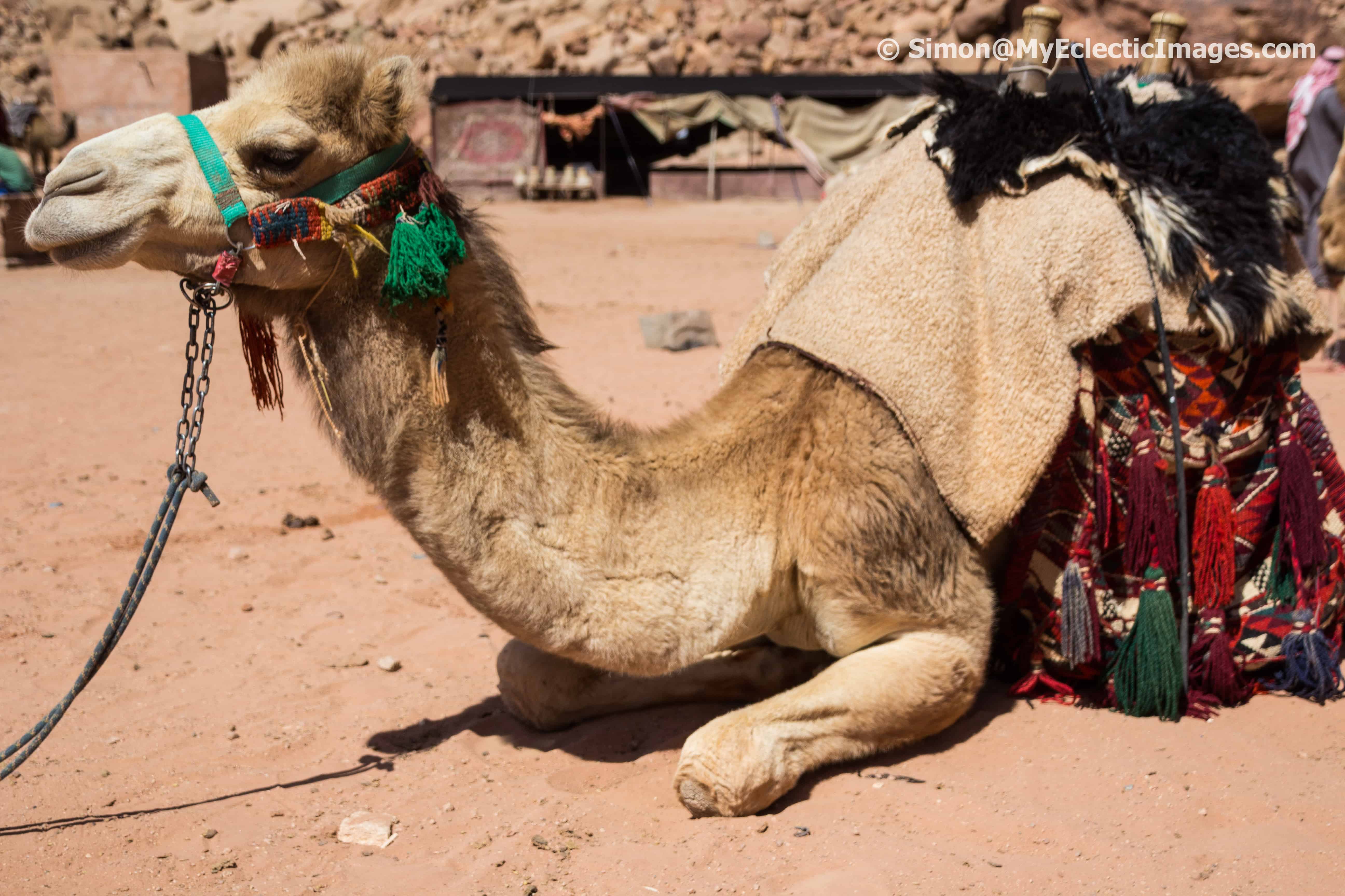 Camel Resting Near Lawrence Spring Jordan