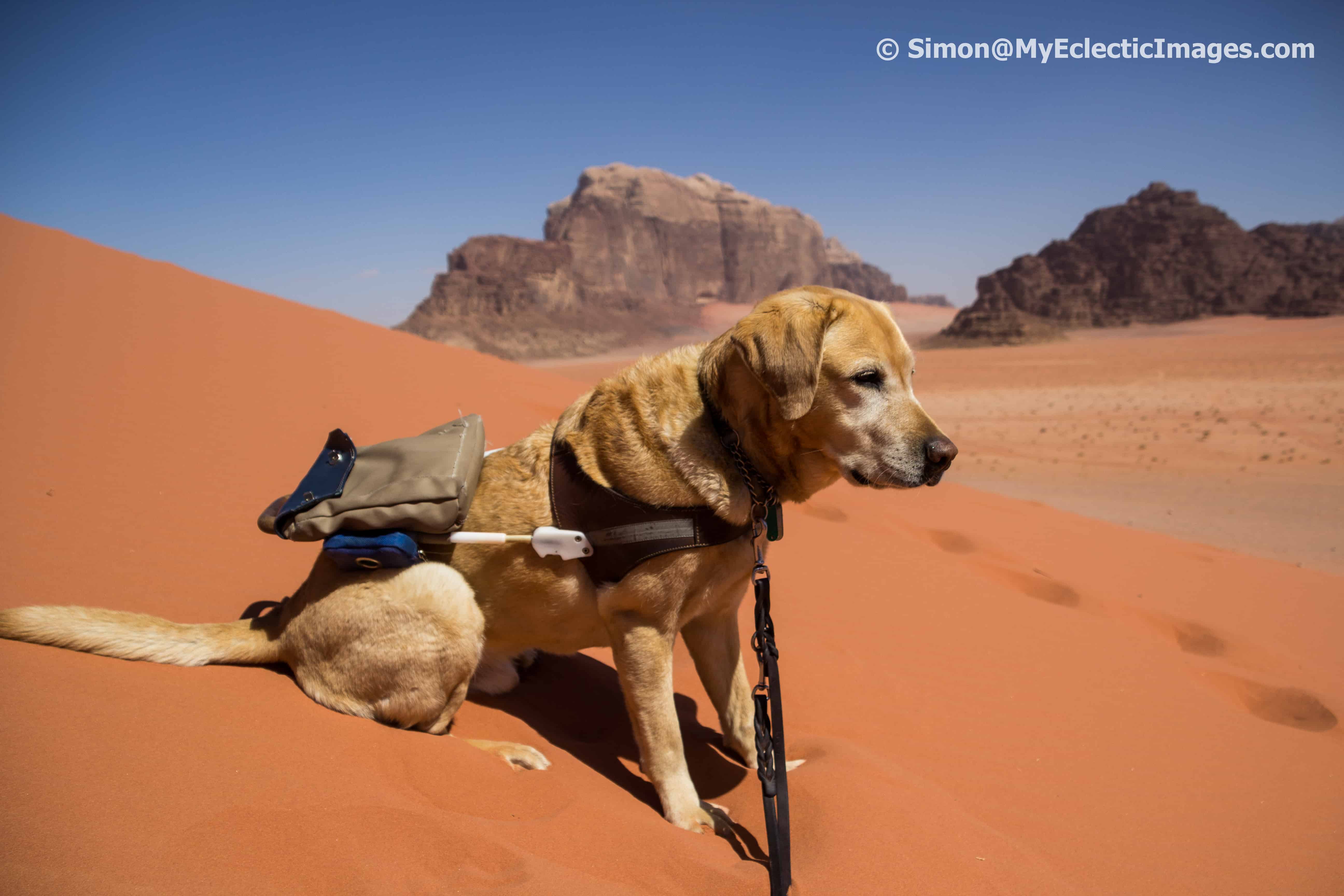 Dog Sitting on a Sand Dune Taking in the Scenery