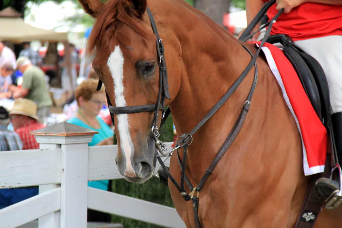 Is this the winning horse Saratoga Race Course