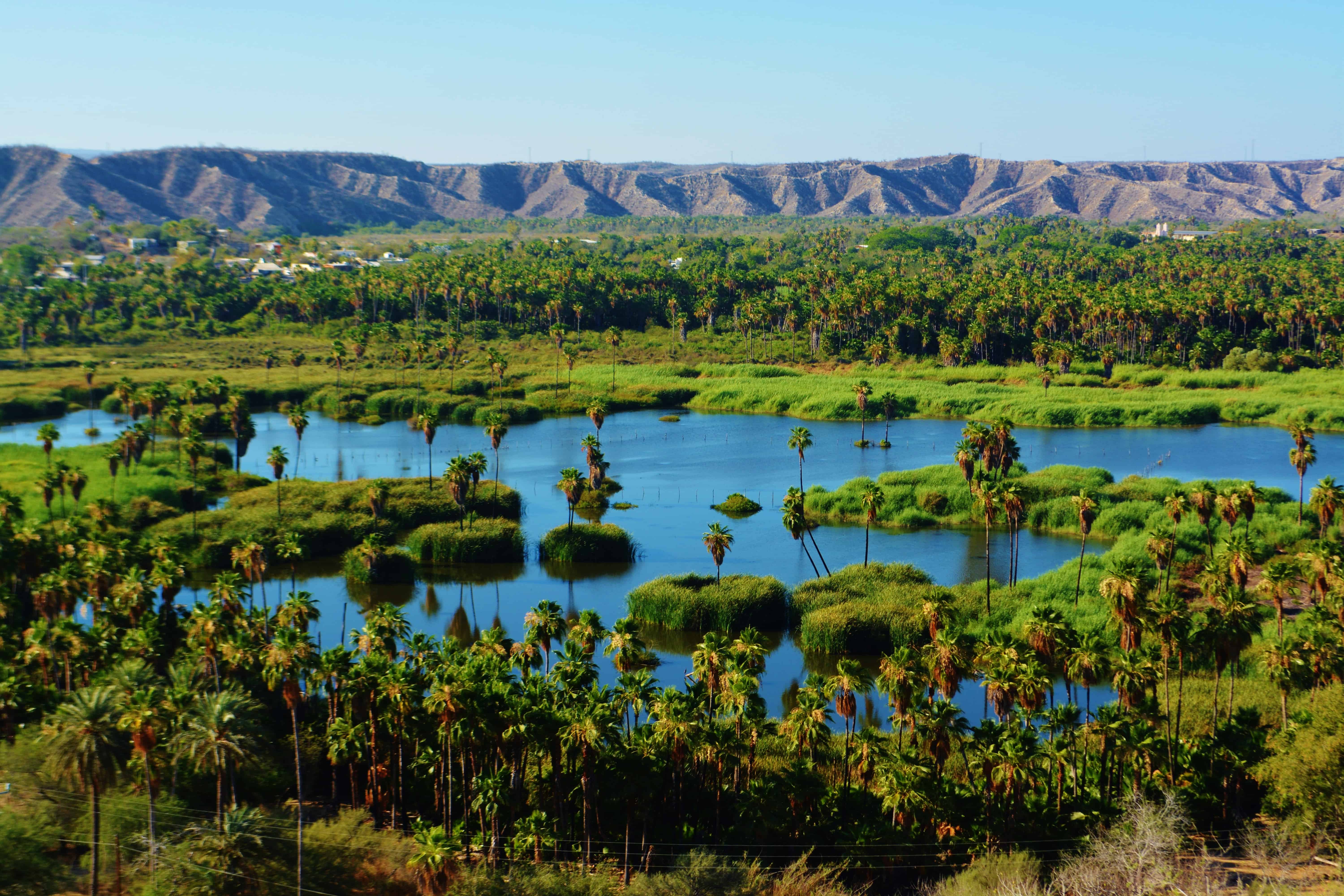 Oasis of the Desert Baja Mexico