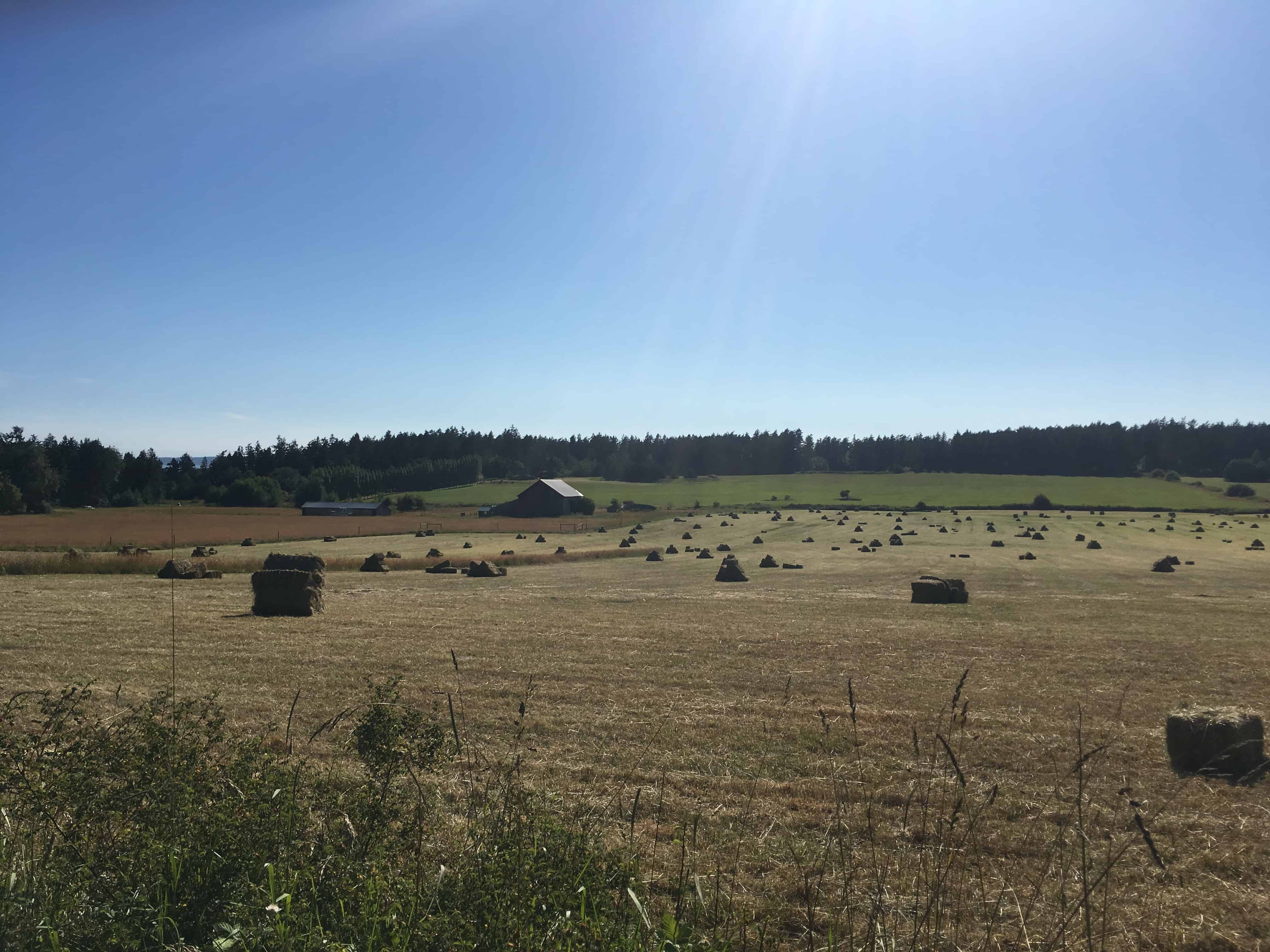 Serene pastureland Lopez Island