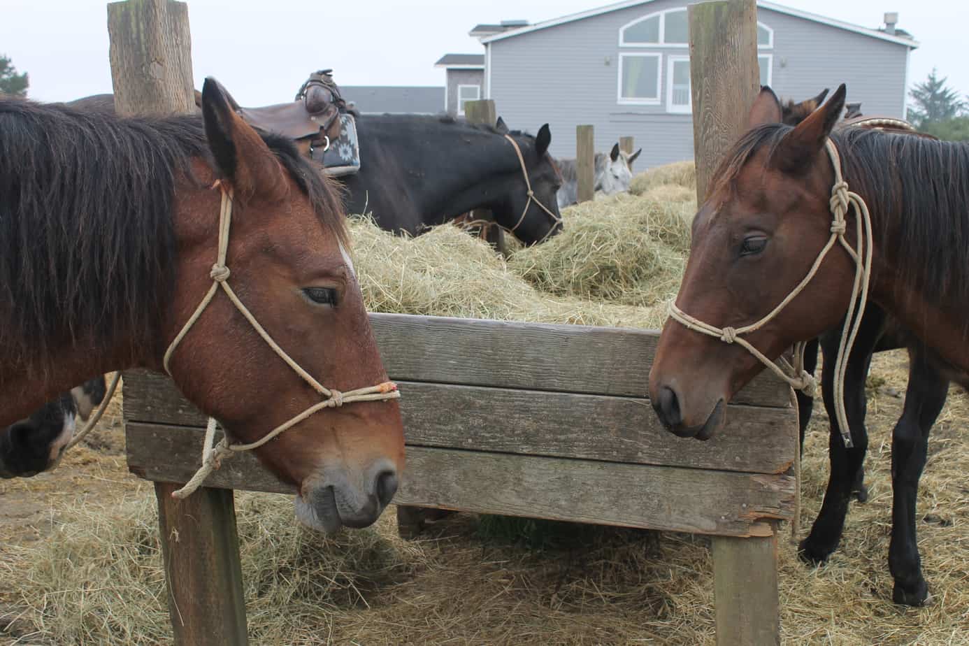 Back country horses