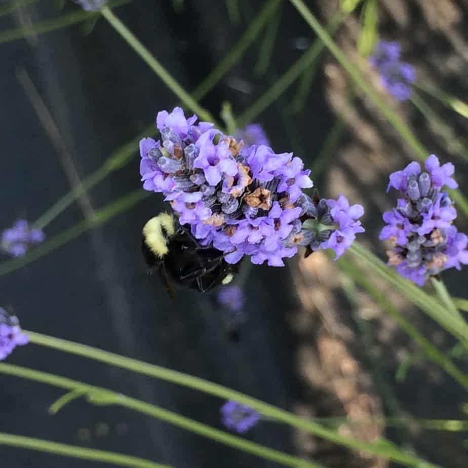 Pelindaba Bee