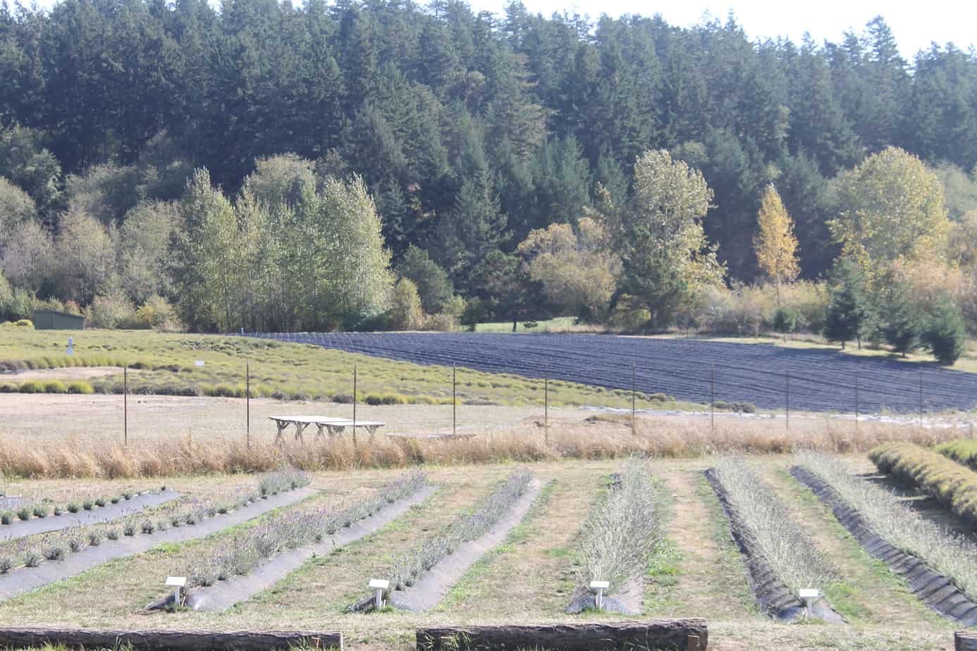 Pelindaba Farm