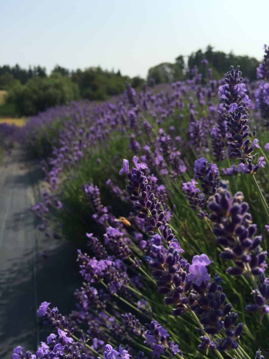 Pelindaba Row of Lavender