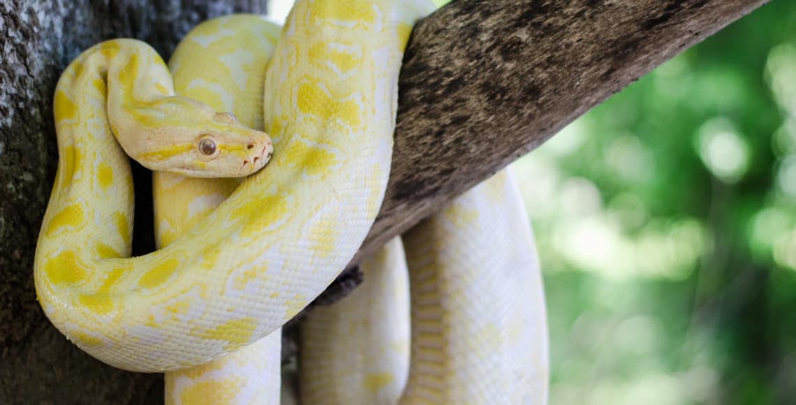 Snake Farm