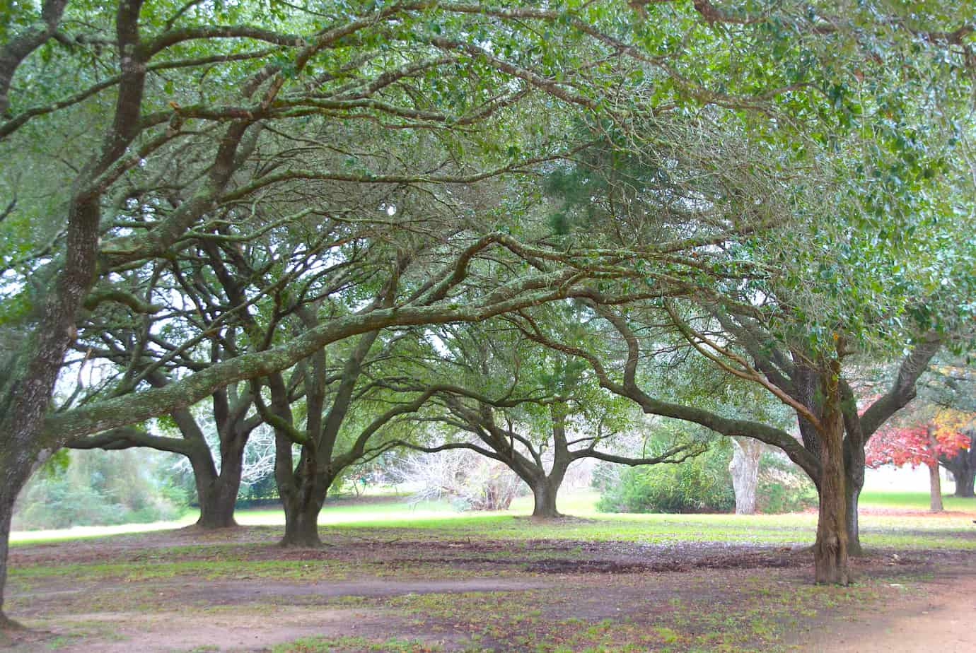Oaks Wash on Brazos