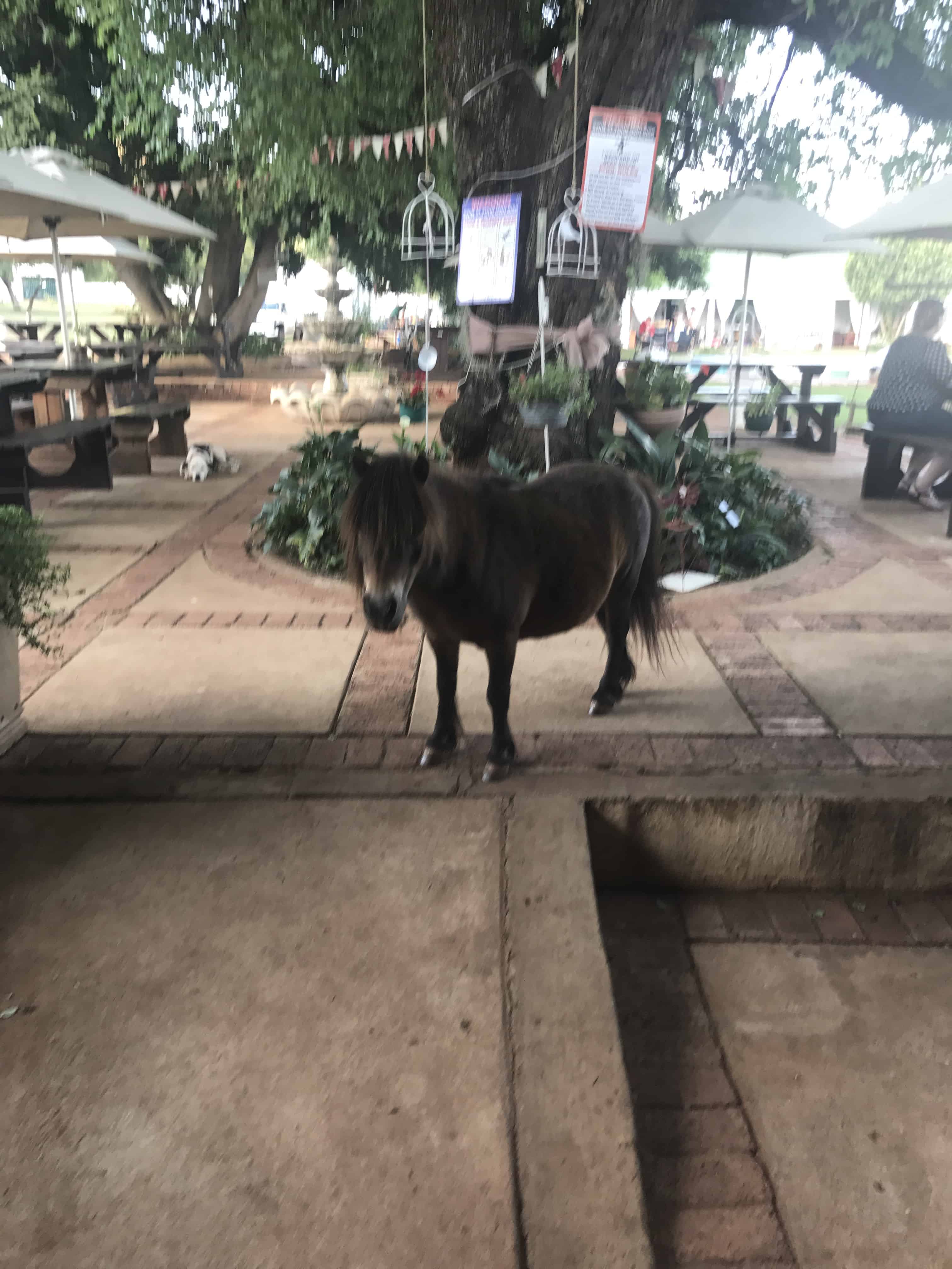 Miniature Horse at Venterskroon Inn