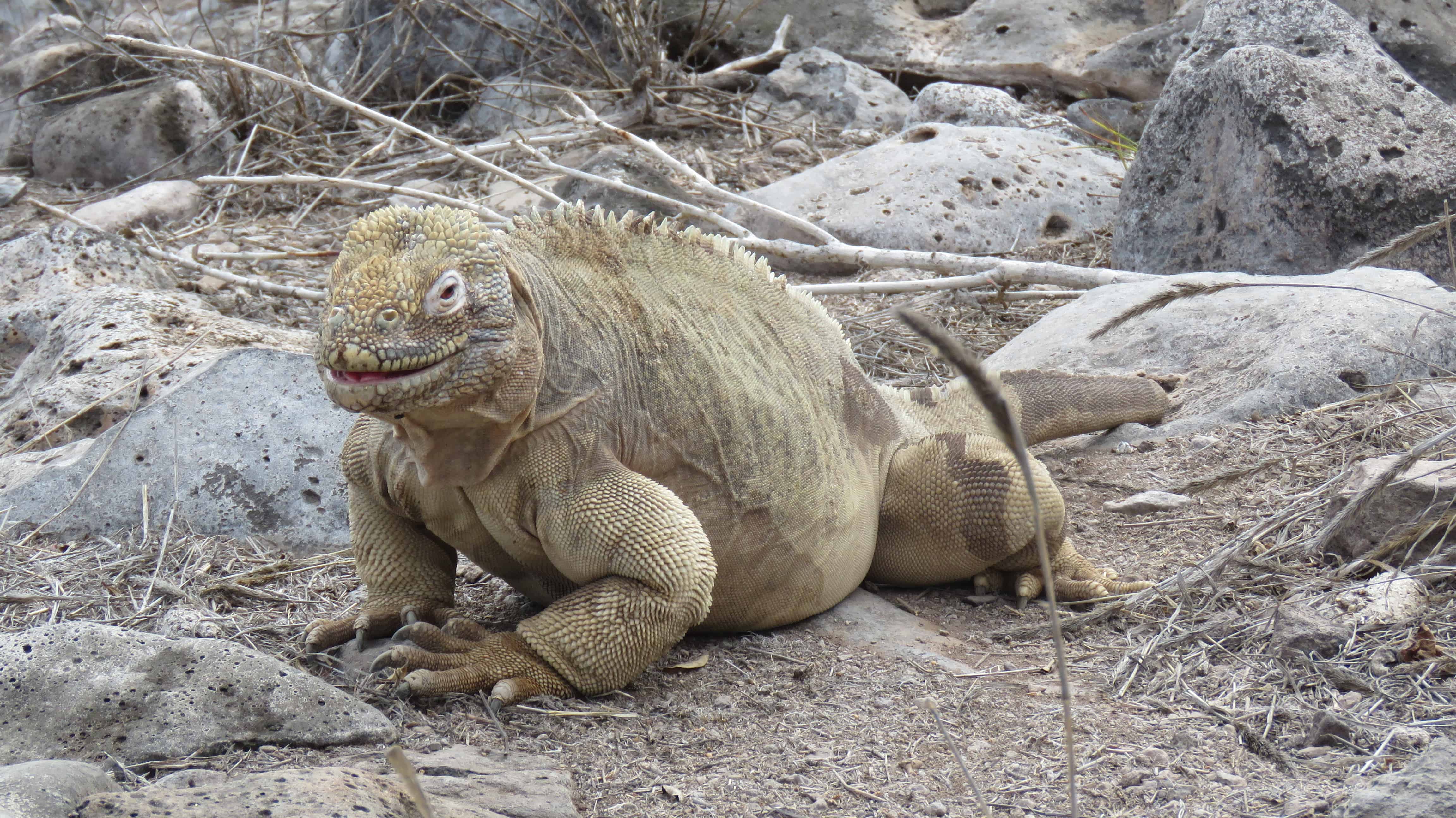 Land Iguana Galapagos Islands