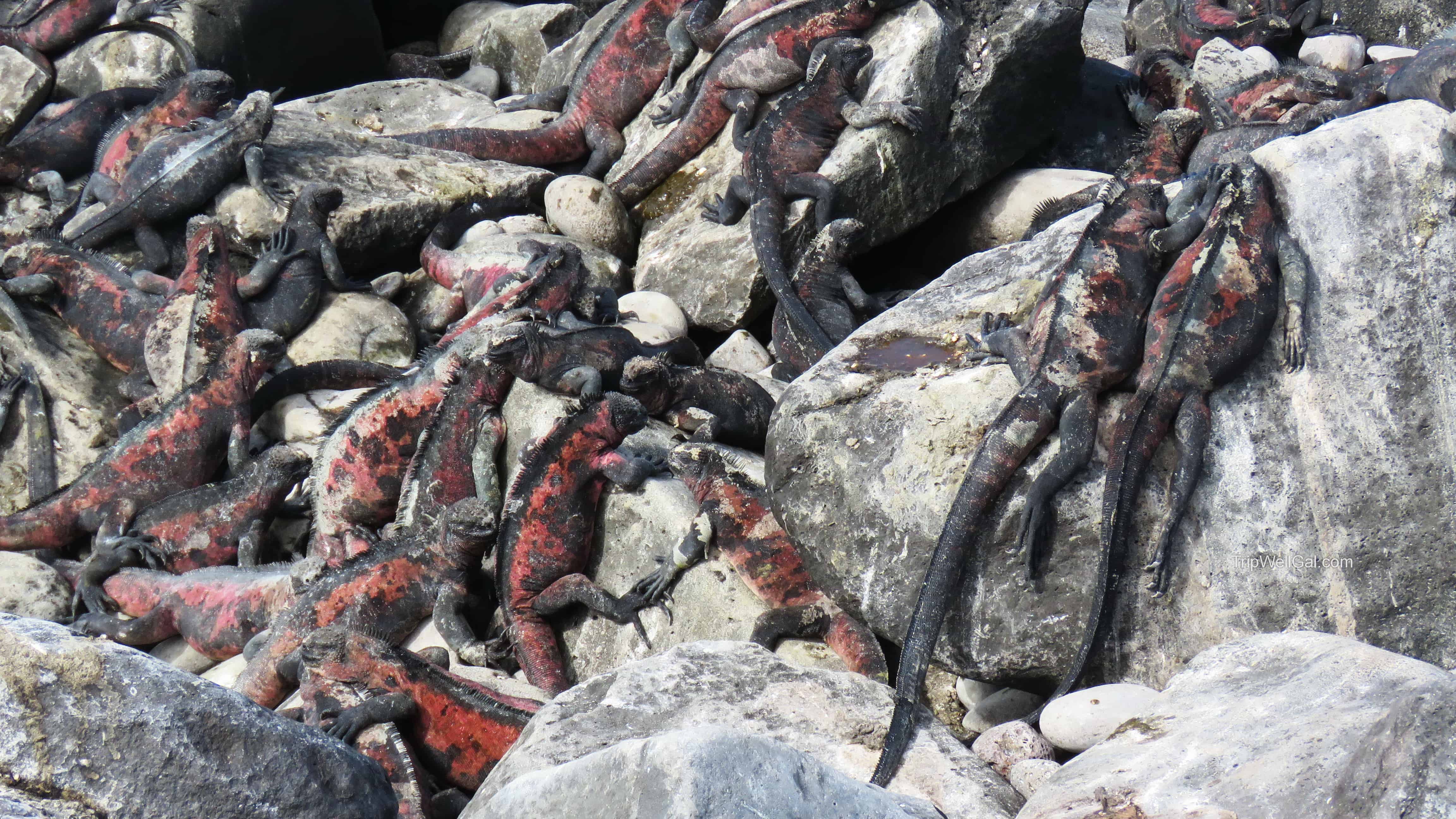 Iguana Clutch on Galapagos Islands