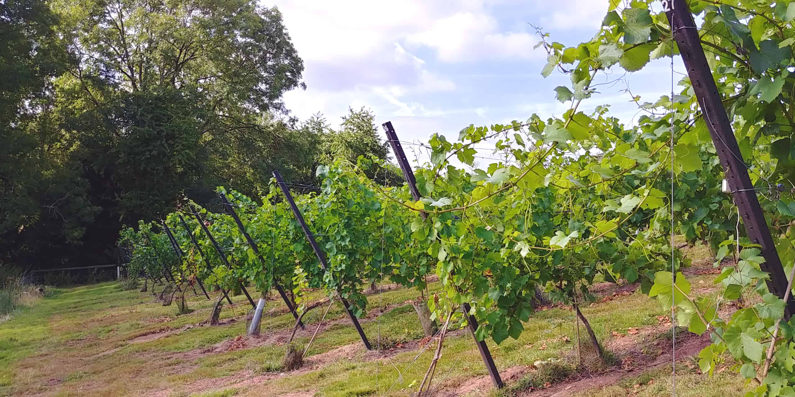 Wythall Vineyards, Ross-on-Wye England