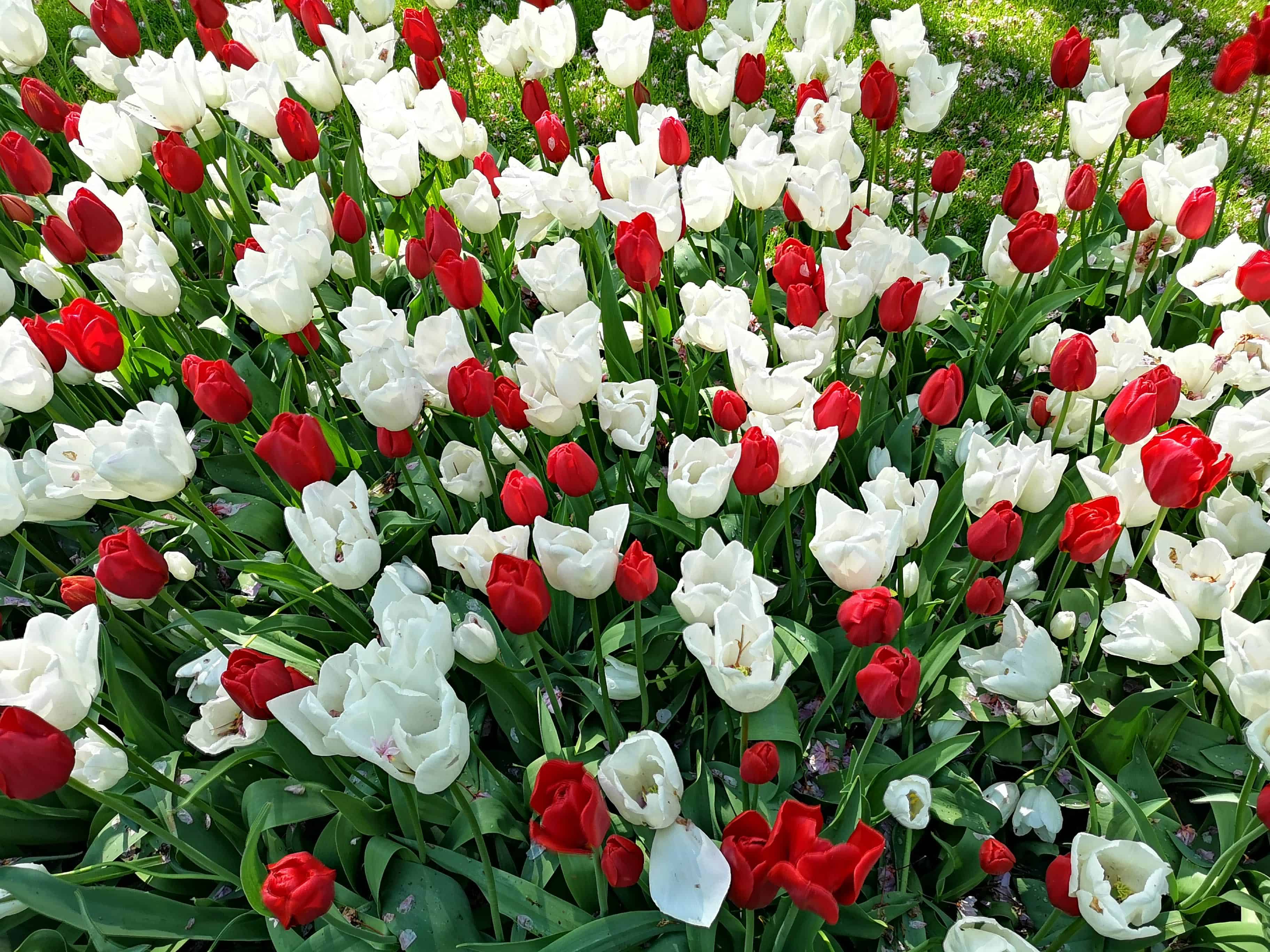 Keukenhof Gardens