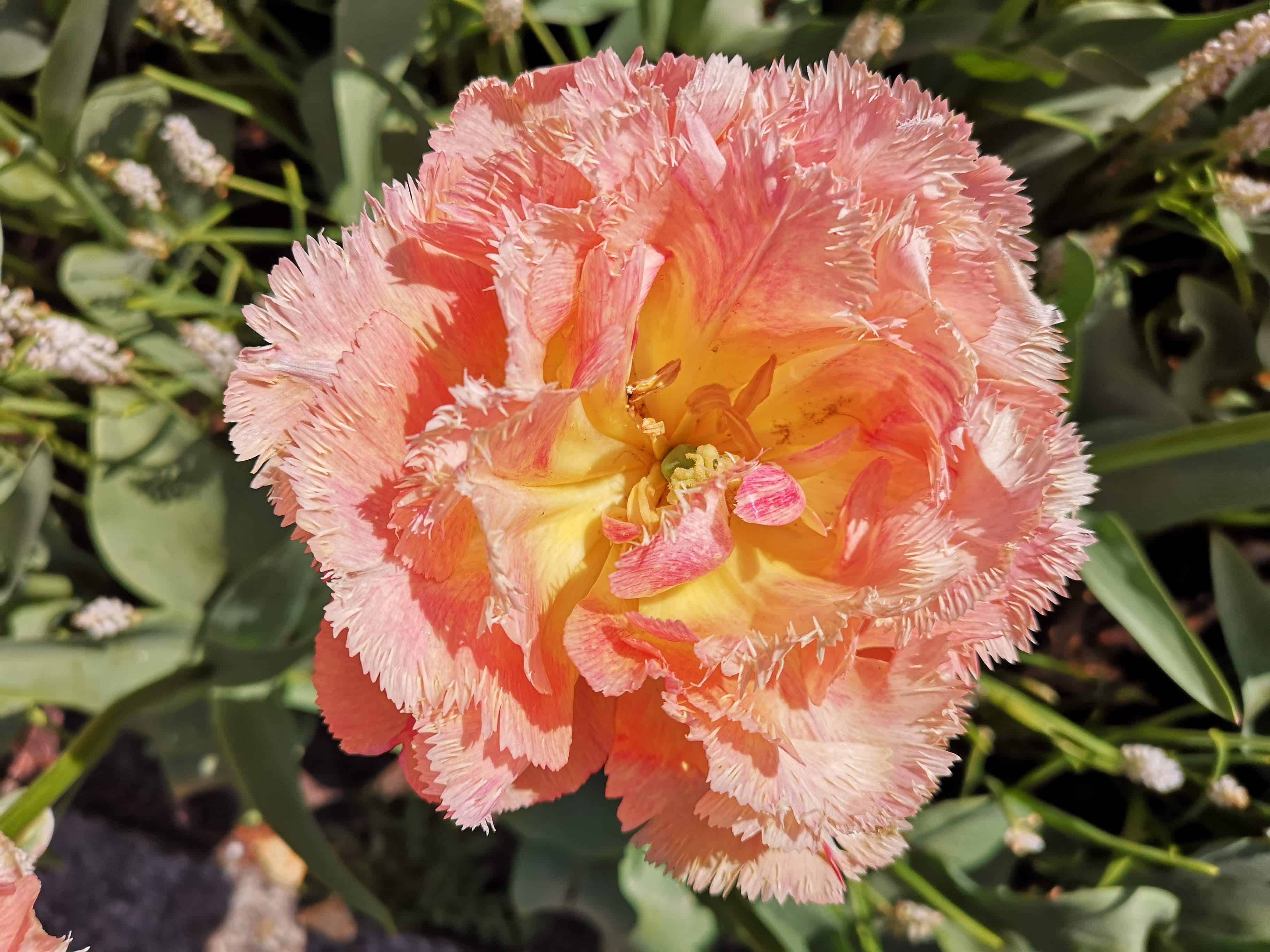 Keukenhof Gardens