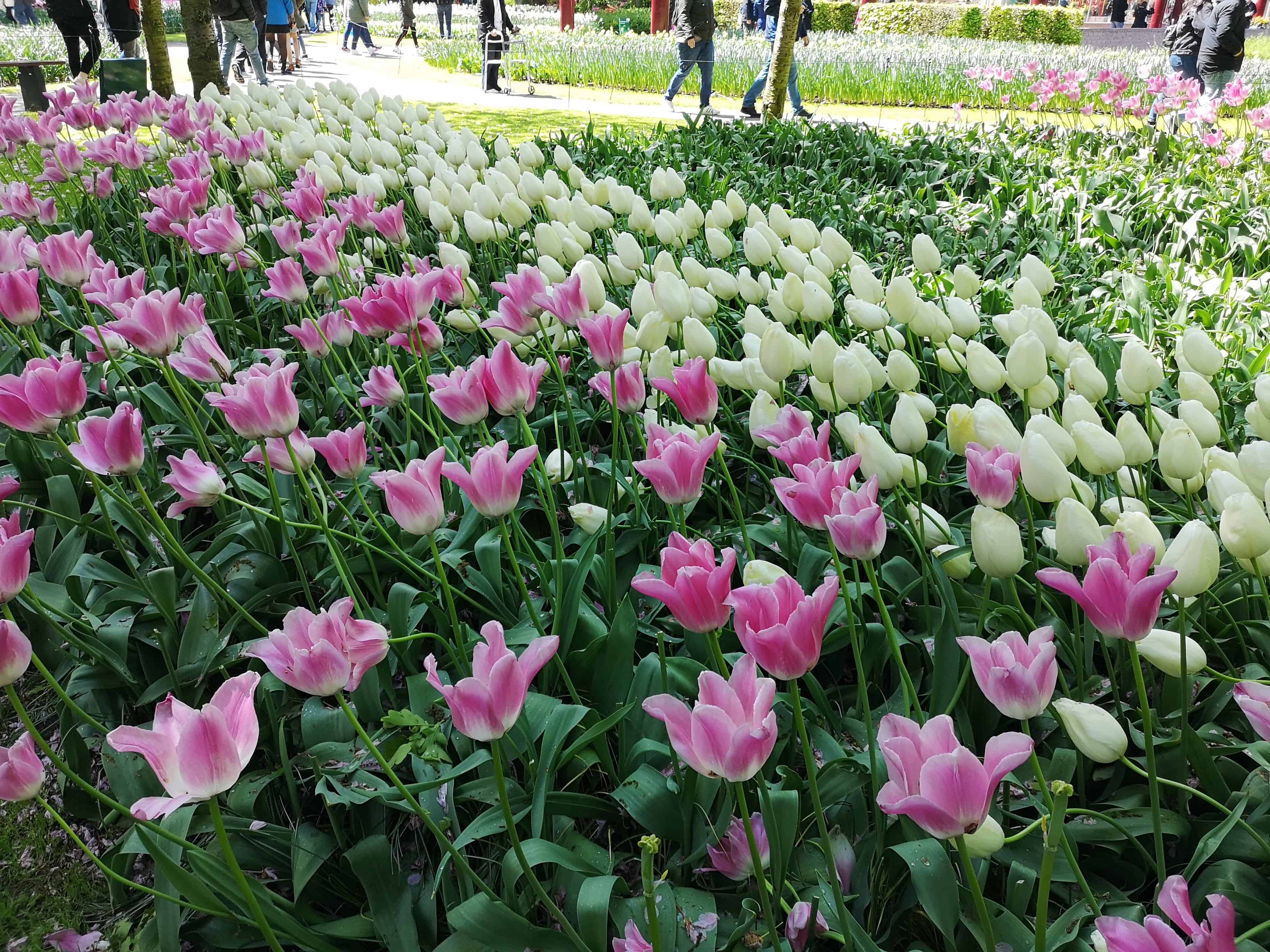 Keukenhof Gardens