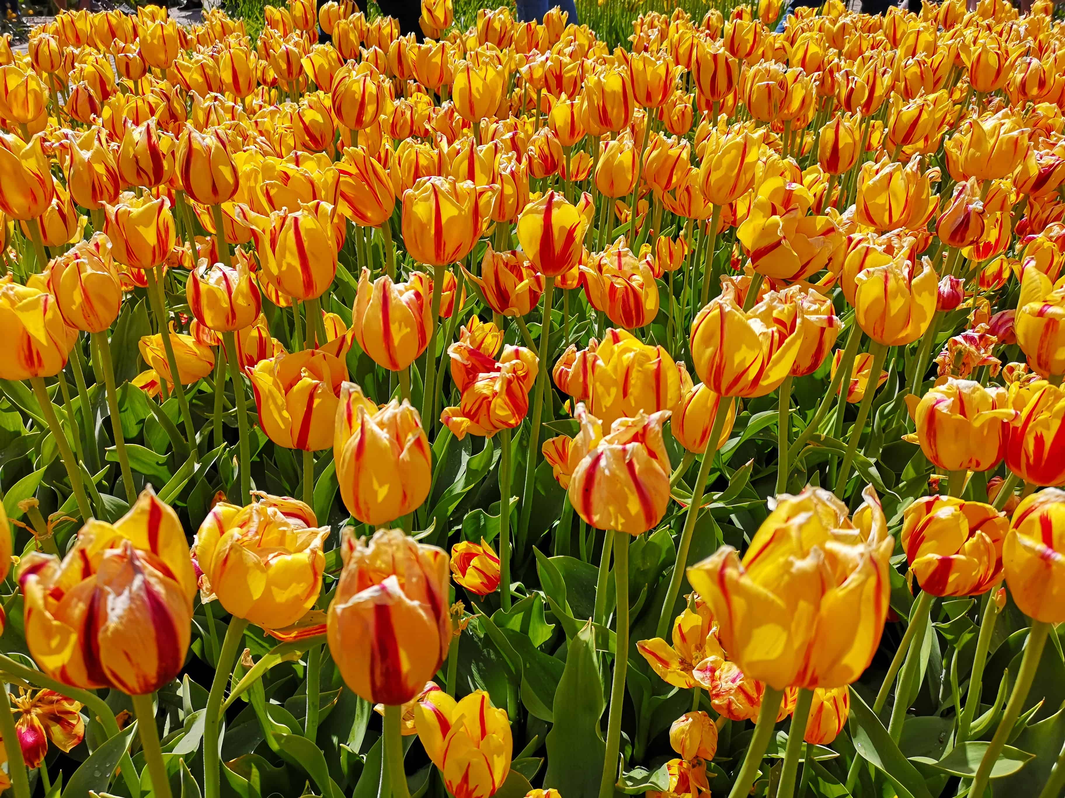 Keukenhof Gardens
