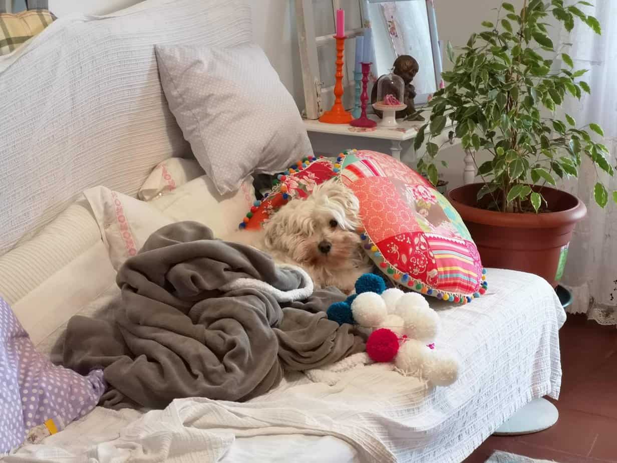 Harry on Day Bed