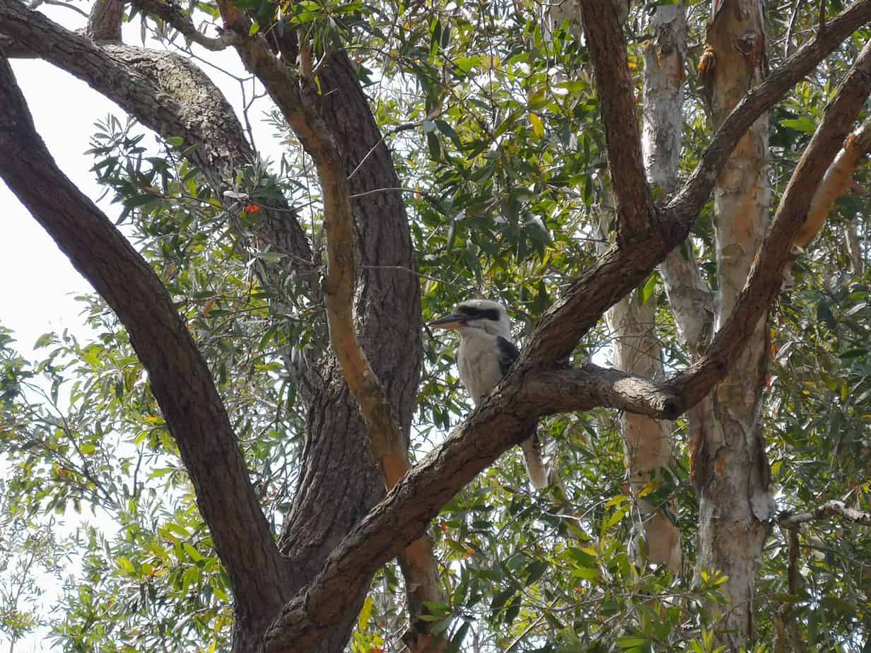 Cuckaborough in Nelson Bay Australia