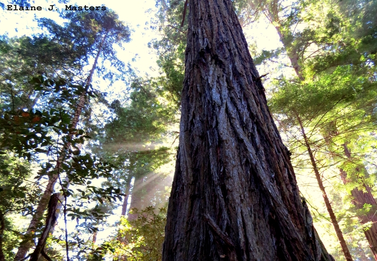 Redwood National Park.Feature.Elaine J Masters