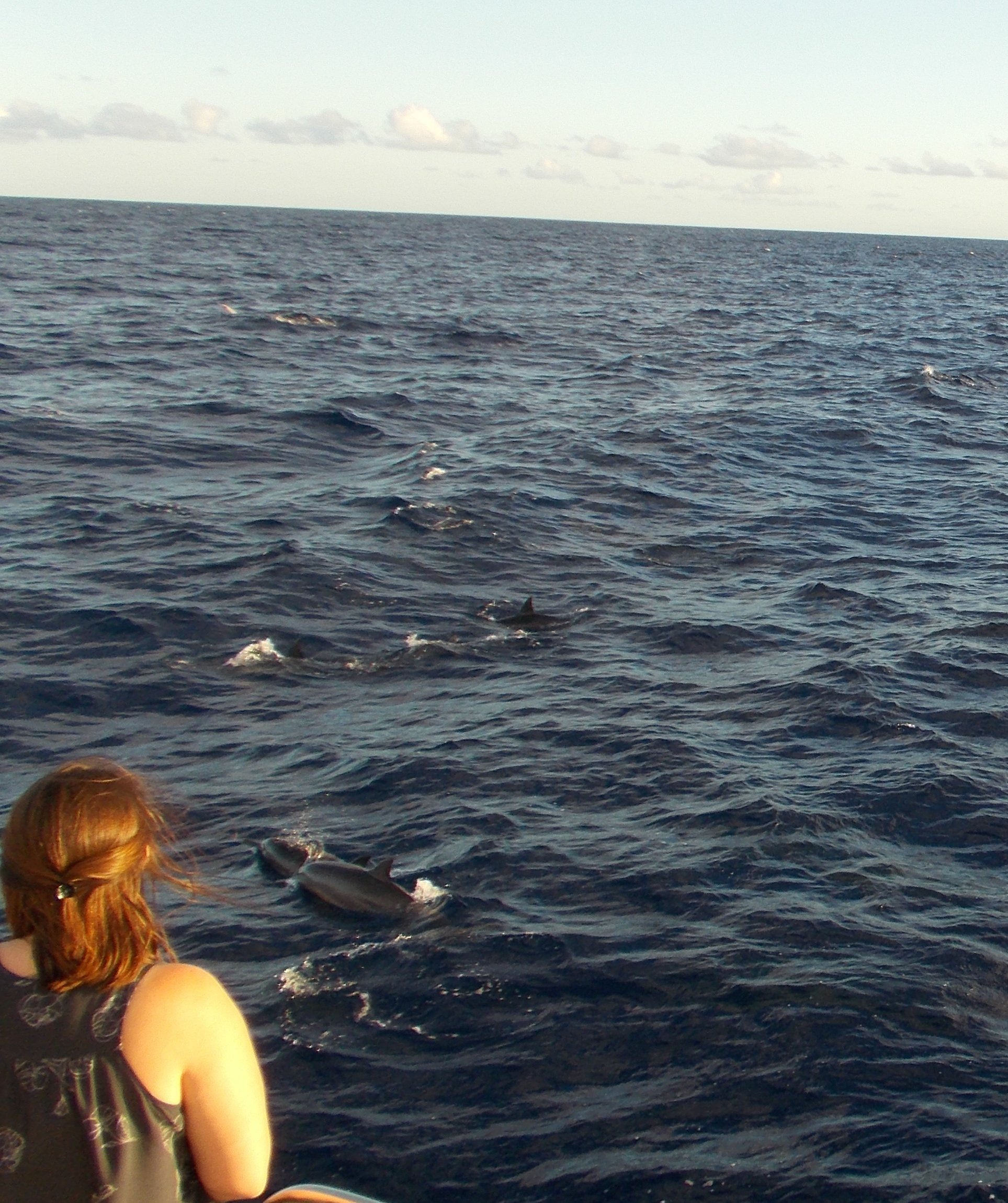 So many spinner dolphins - whale watching Kauai