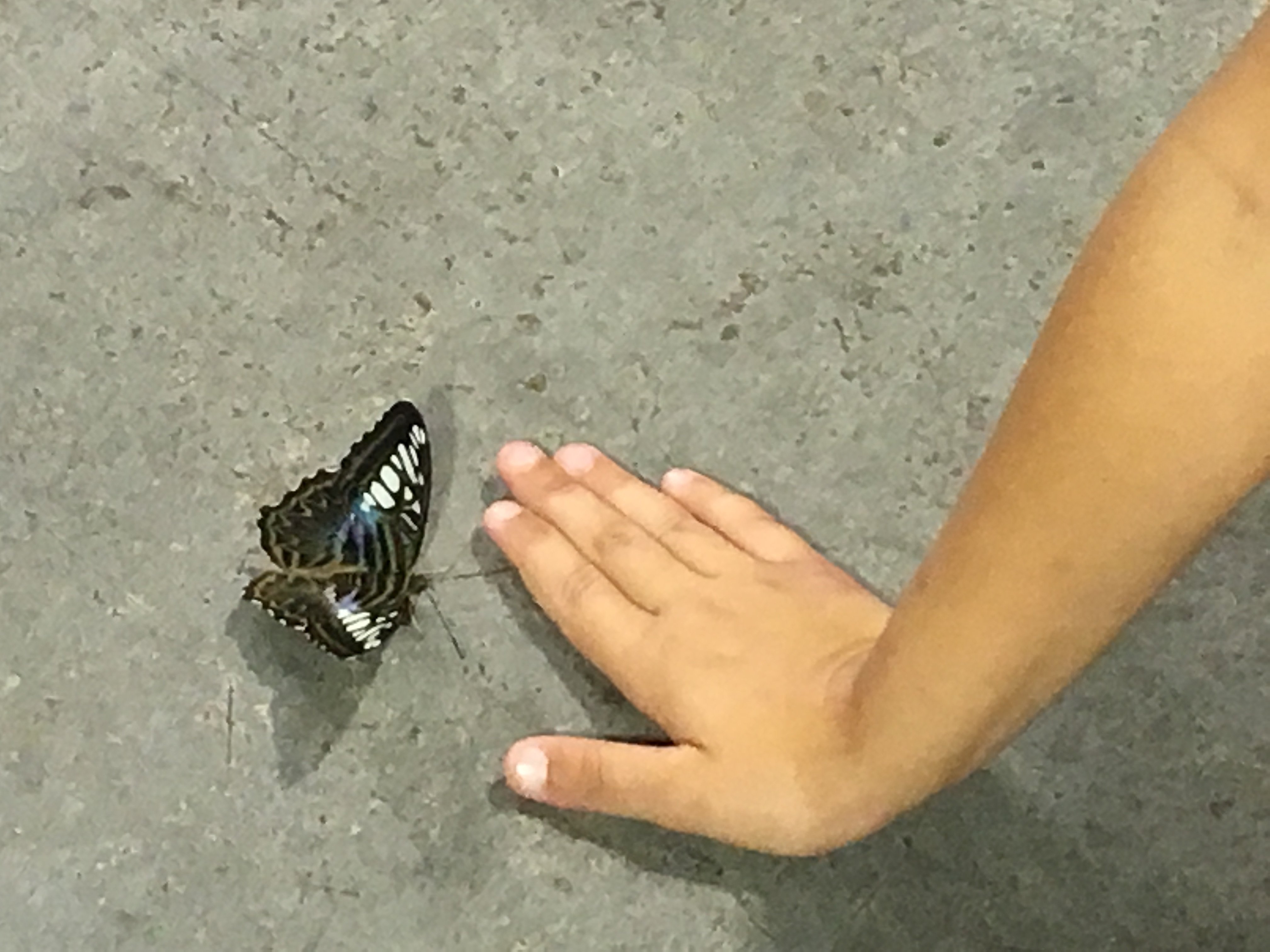 Insectarium Butterfly Garden Entertaining Kids in New Orleans 