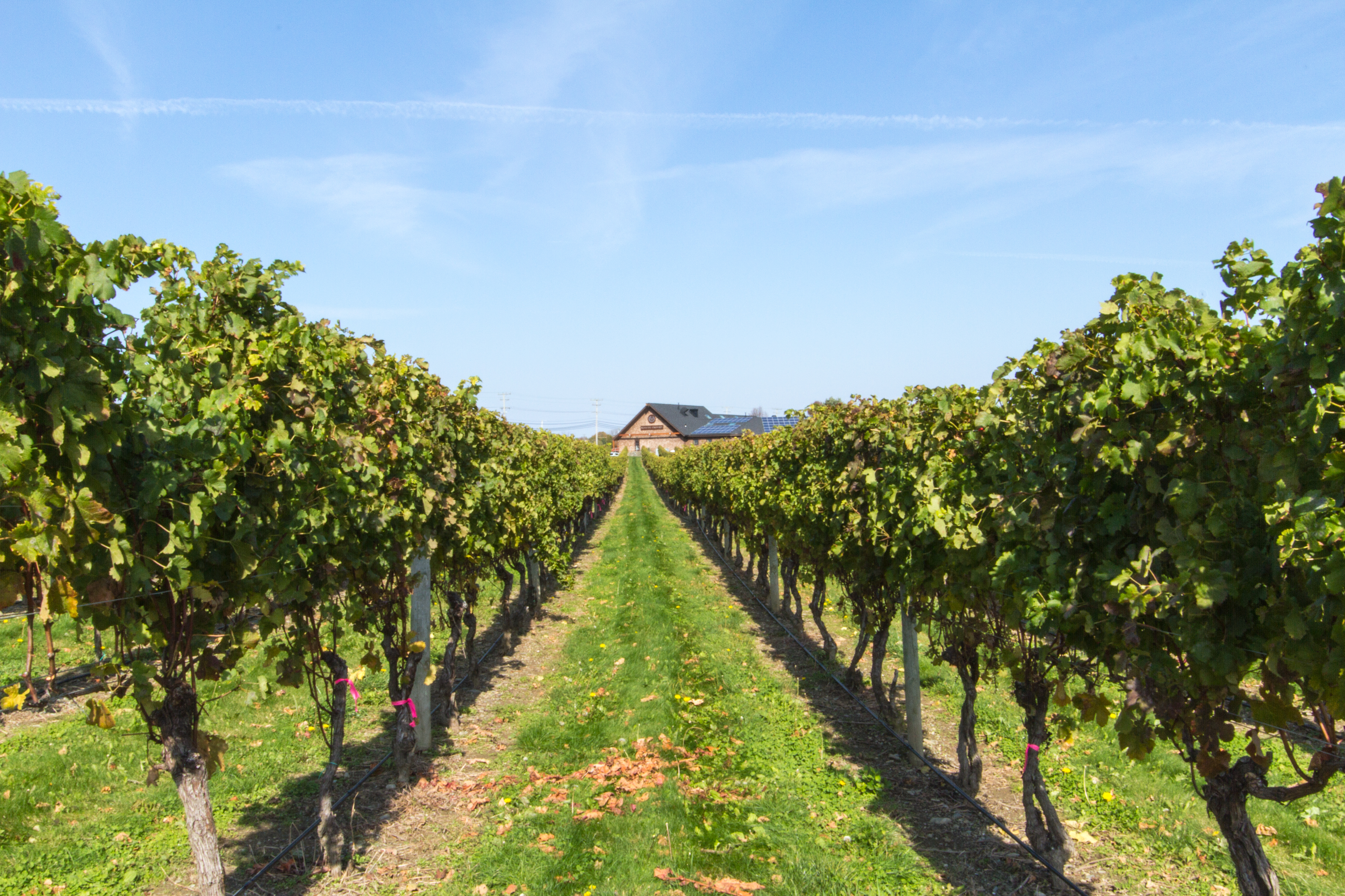 Newport Vineyards on The Coastal Wine Trail
