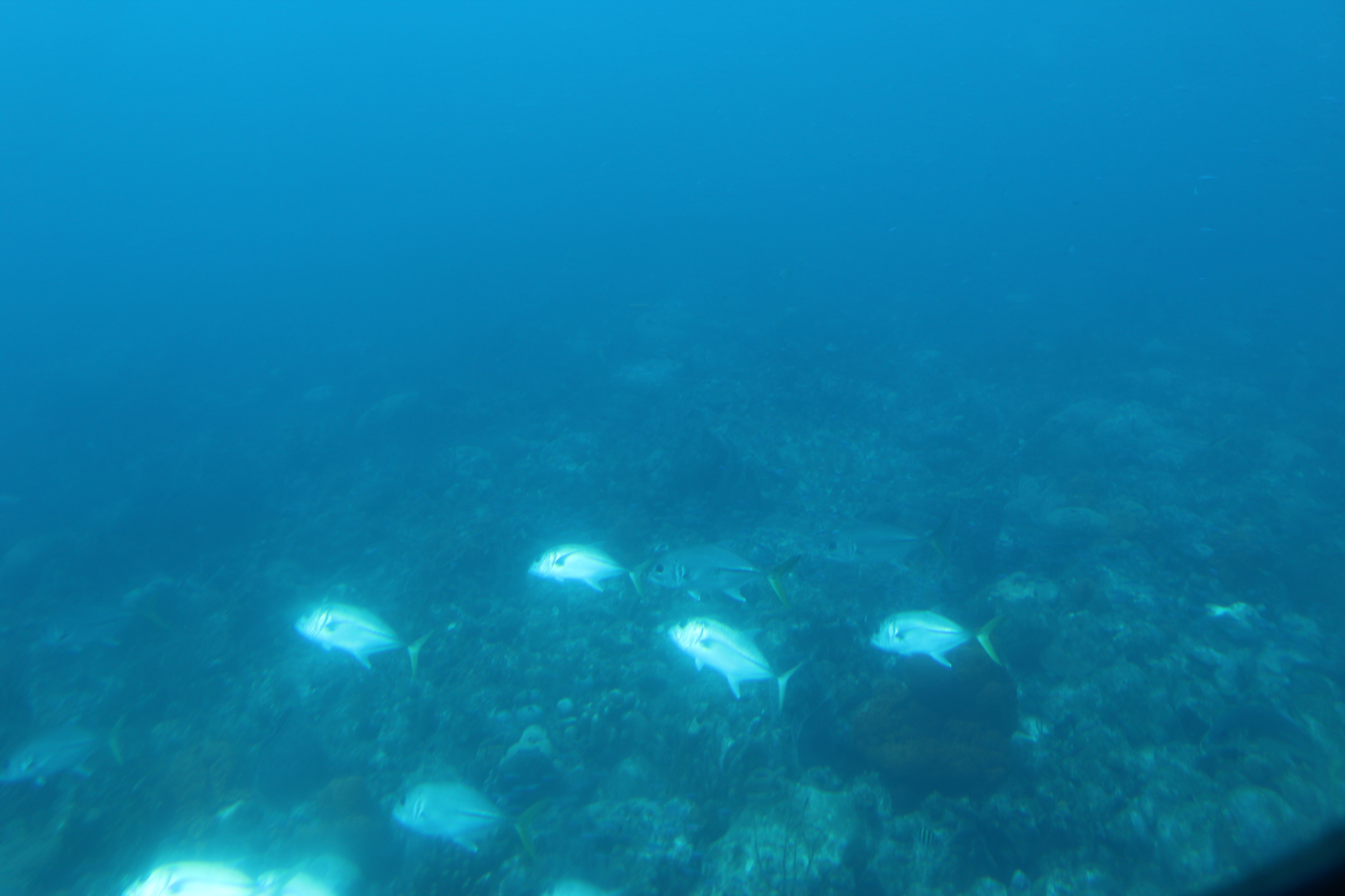 A school of Jacks darting through the reef