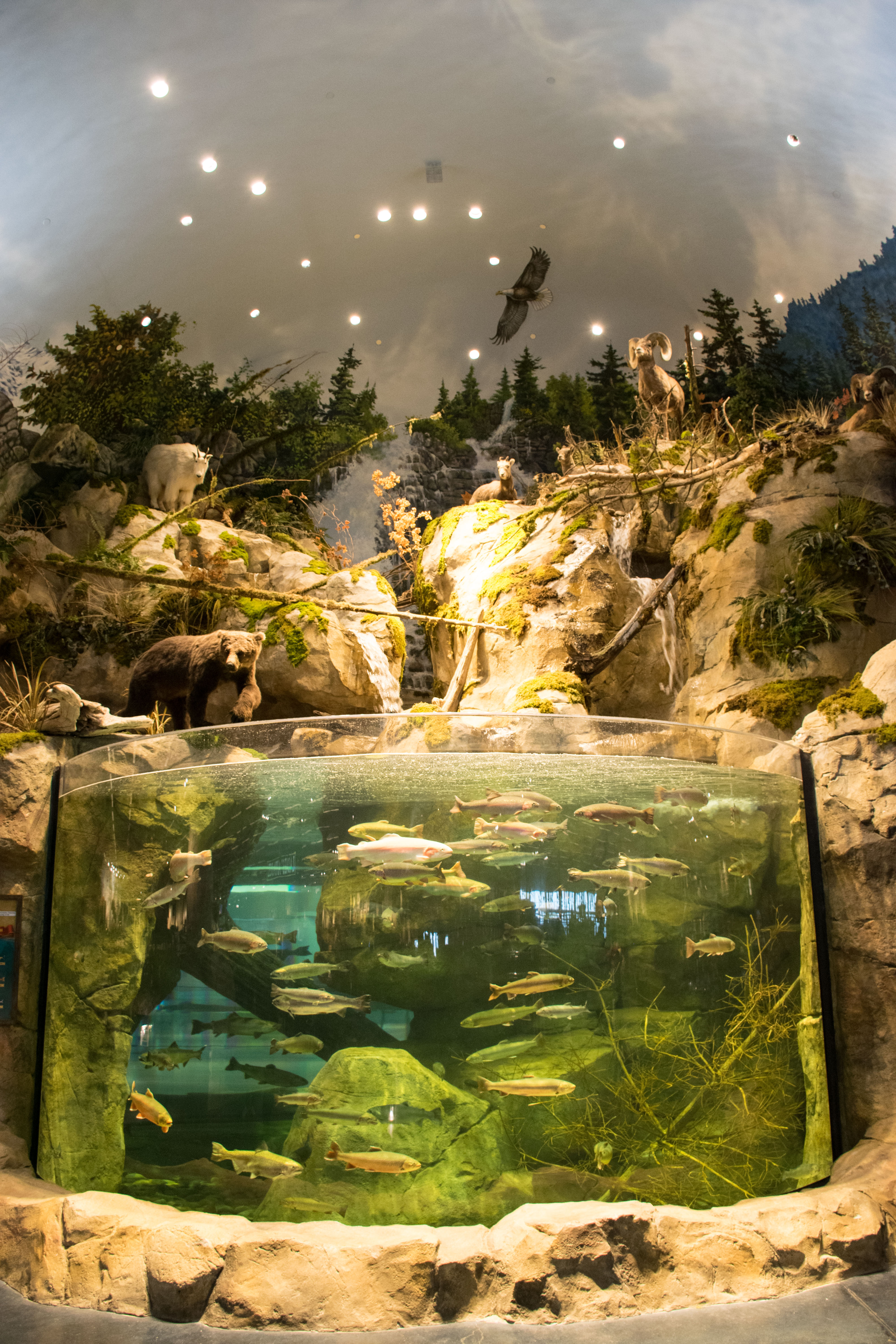 15,000 Gallon Fish Tank with Waterfall Bass Pro Store Tsawwassen Mills