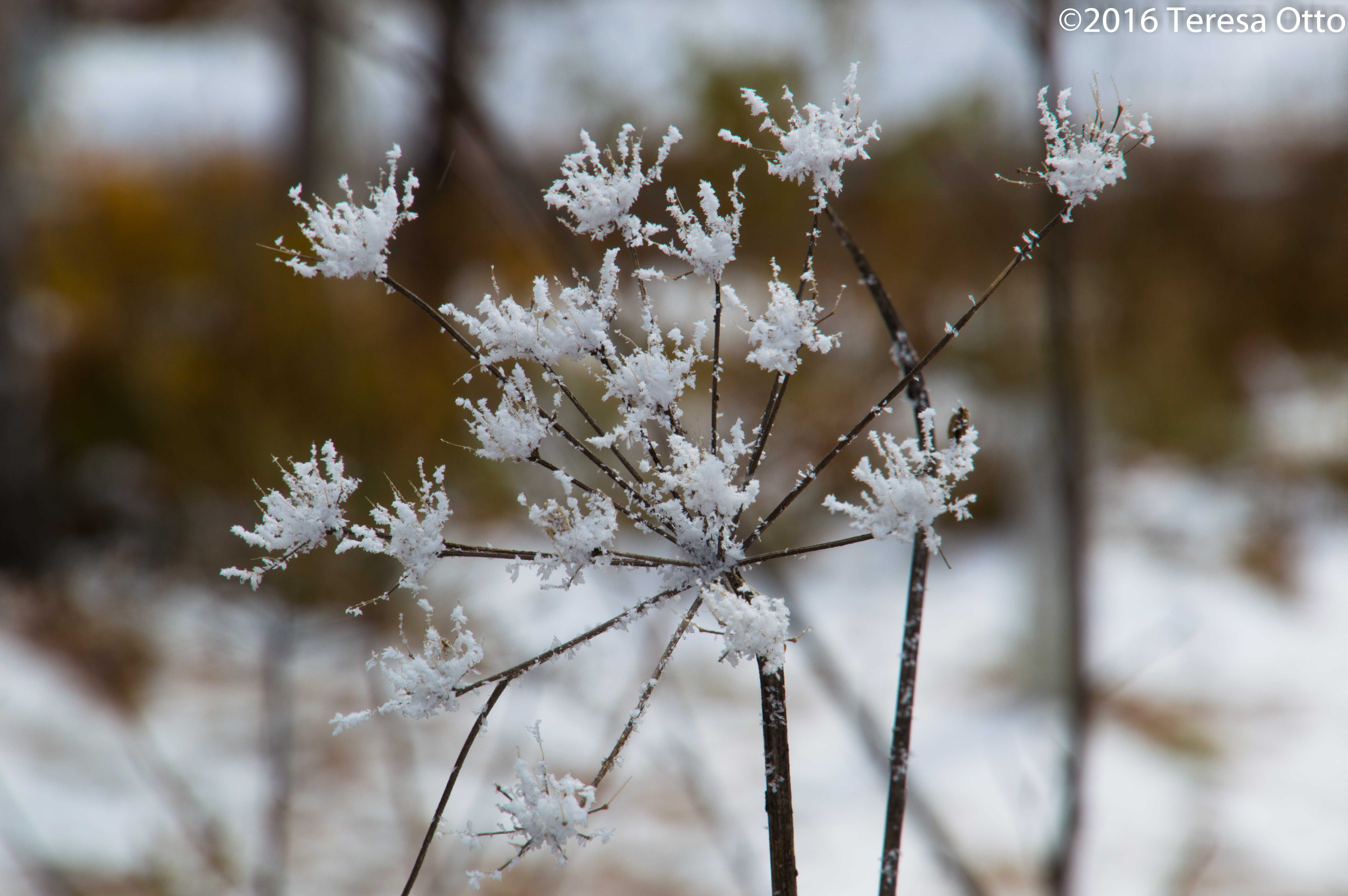 A Snow Covered Dried Blossom Siberia