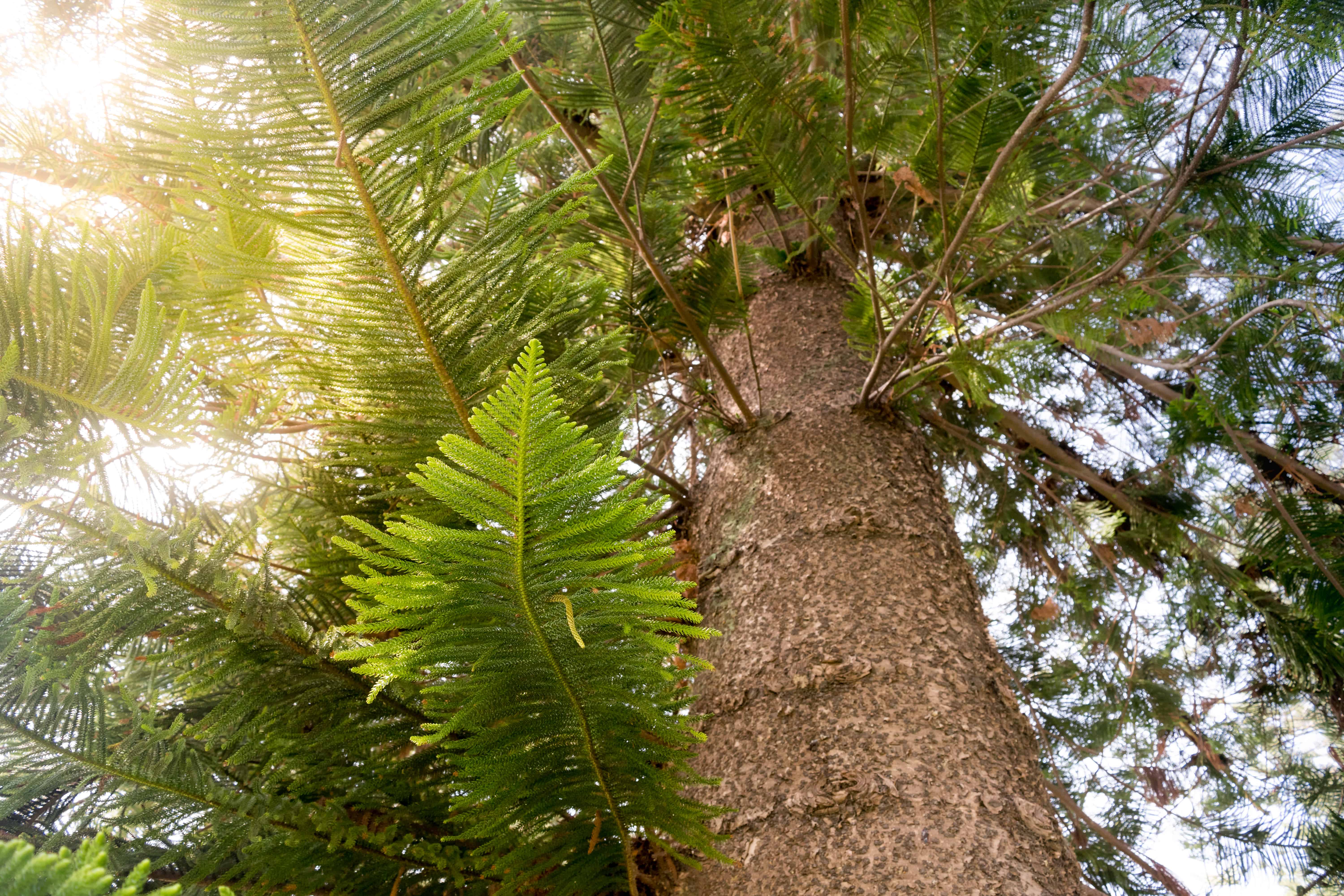 The Norfolk Island Pine tree on Coronado
