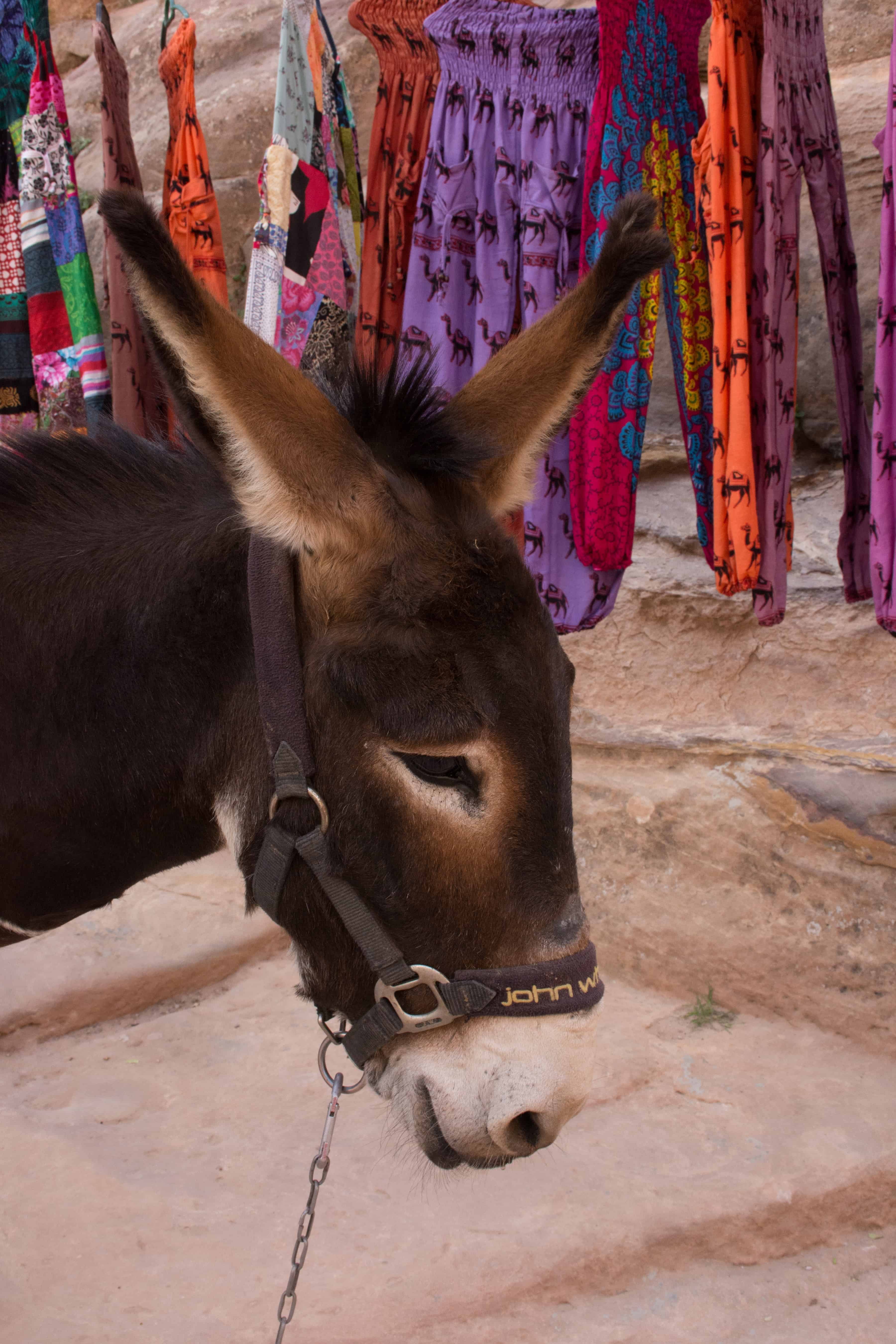 Donkey Cab in Kingdom of Jordan