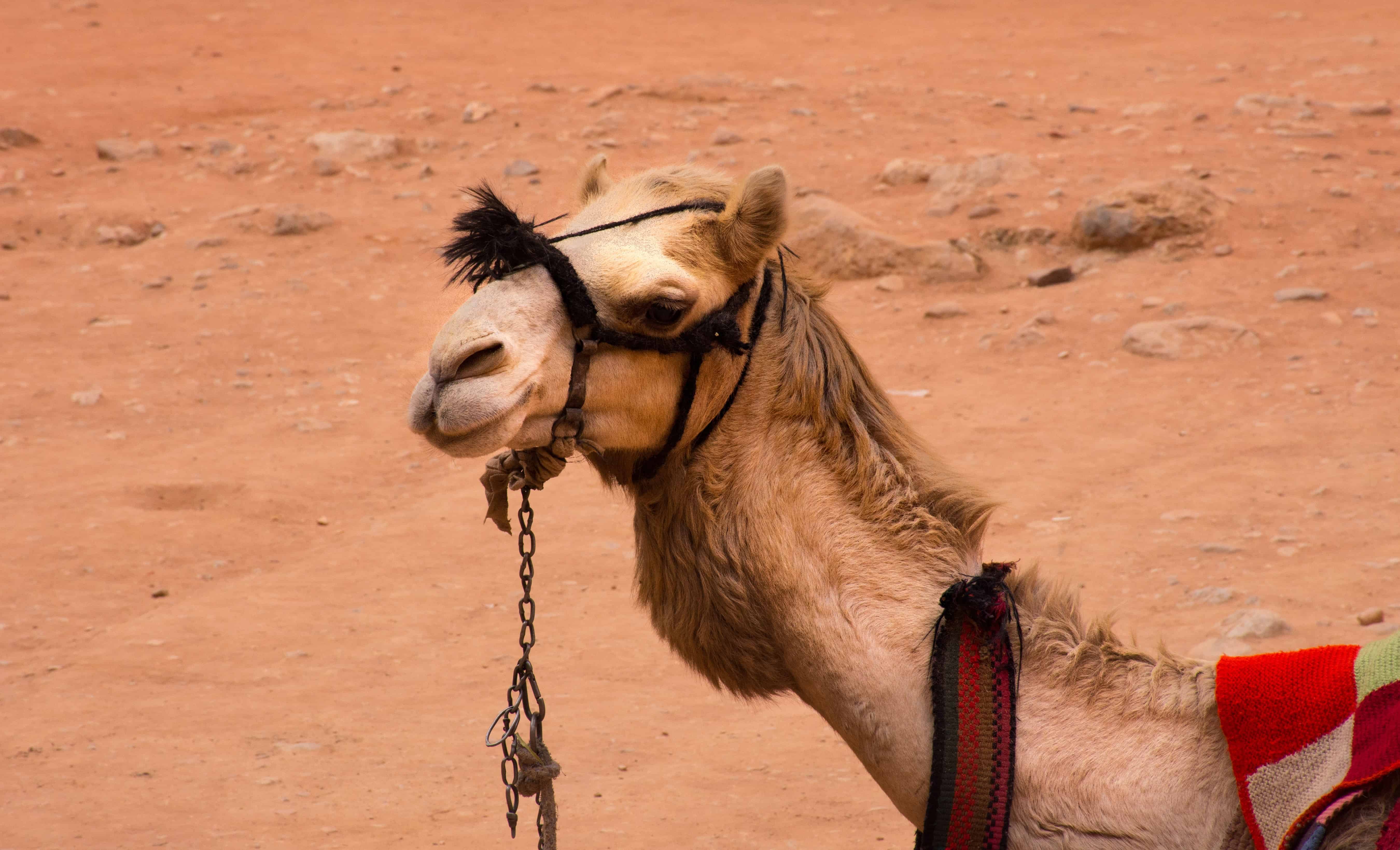 Camel at the Treasury Kingdom of Jordan