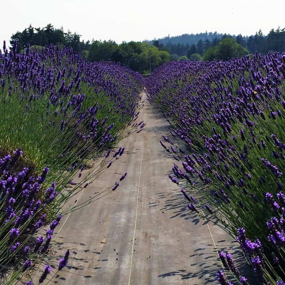 Pelindaba Path of Lavender