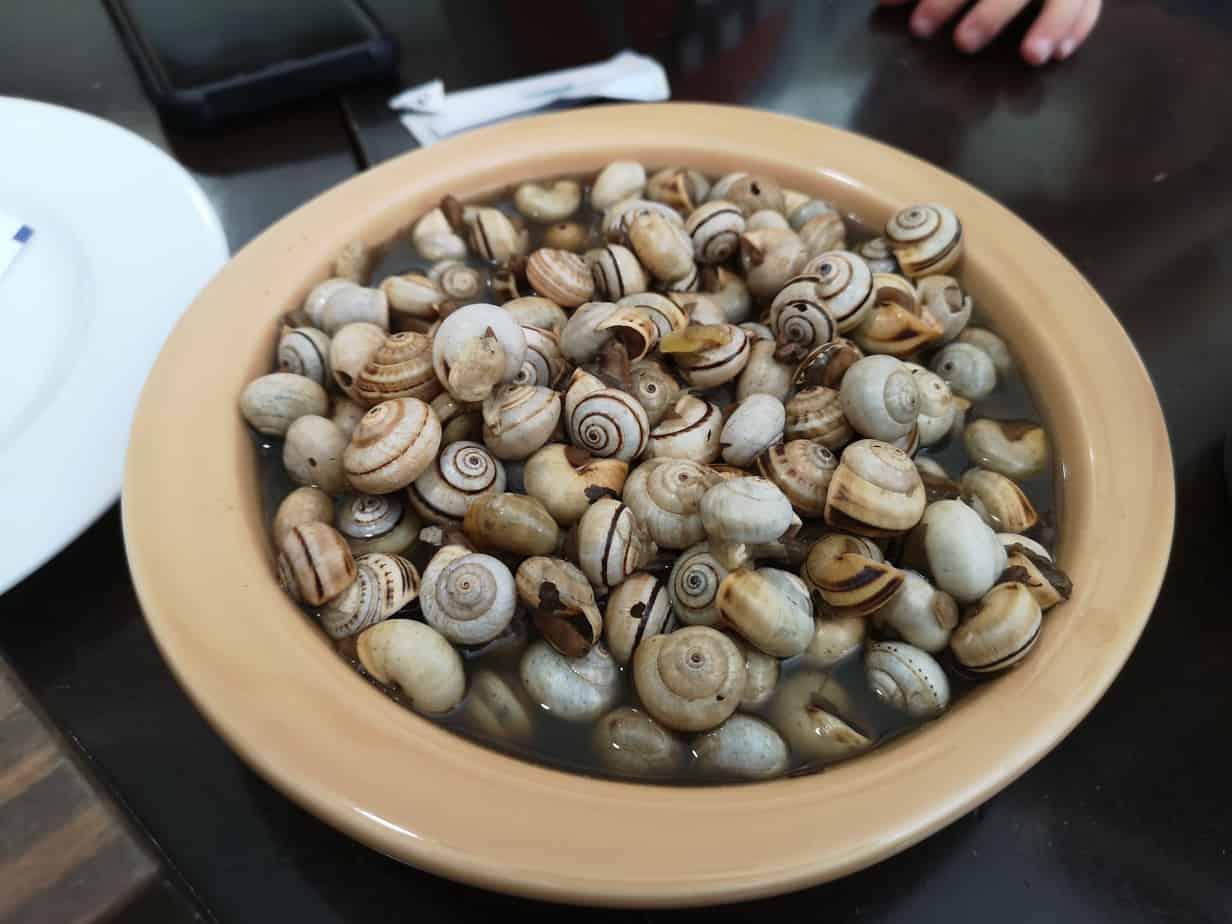 Snails in Portugal