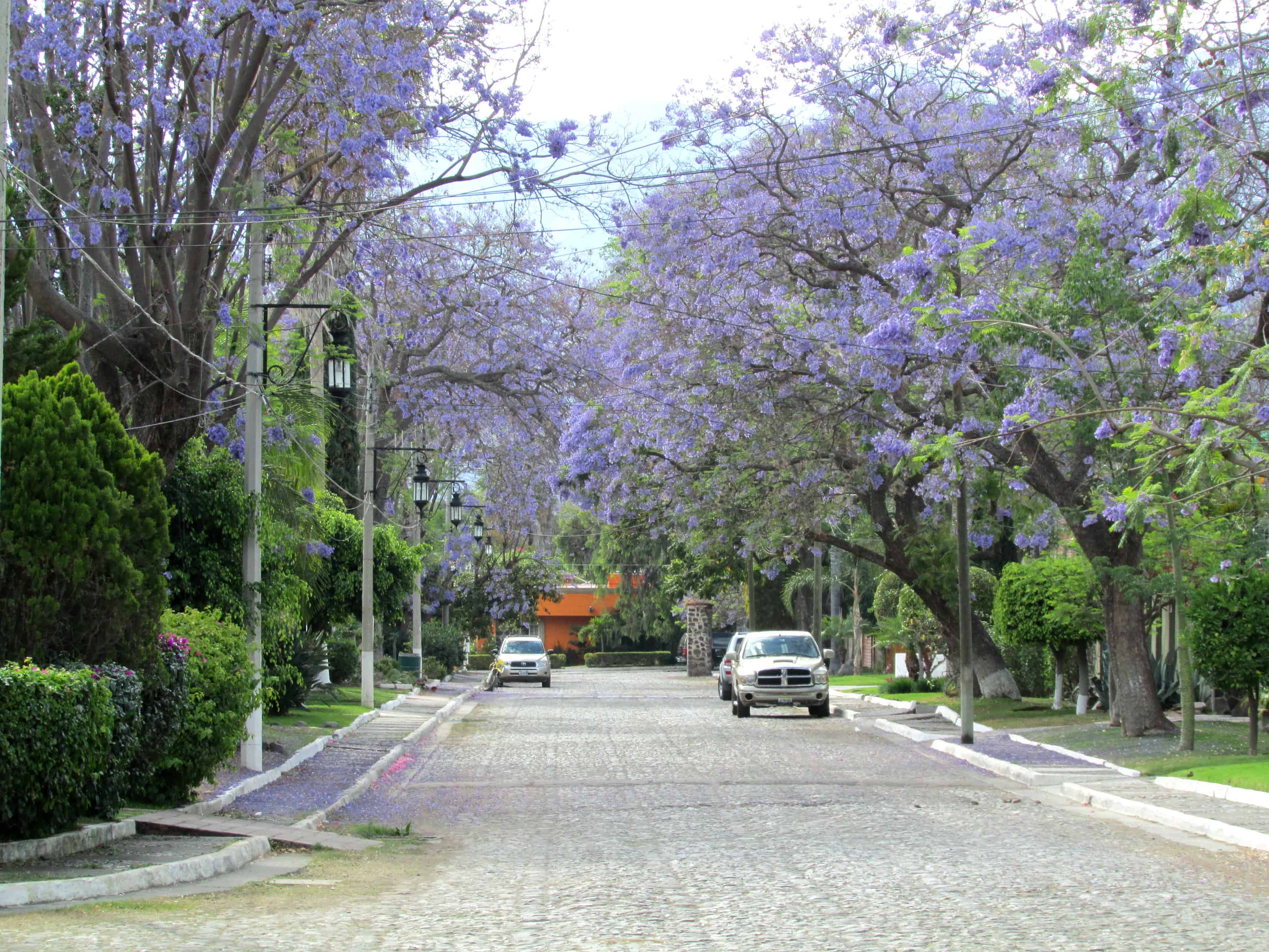 Jacaranda Trees - La Floresta Ajijic Mexico