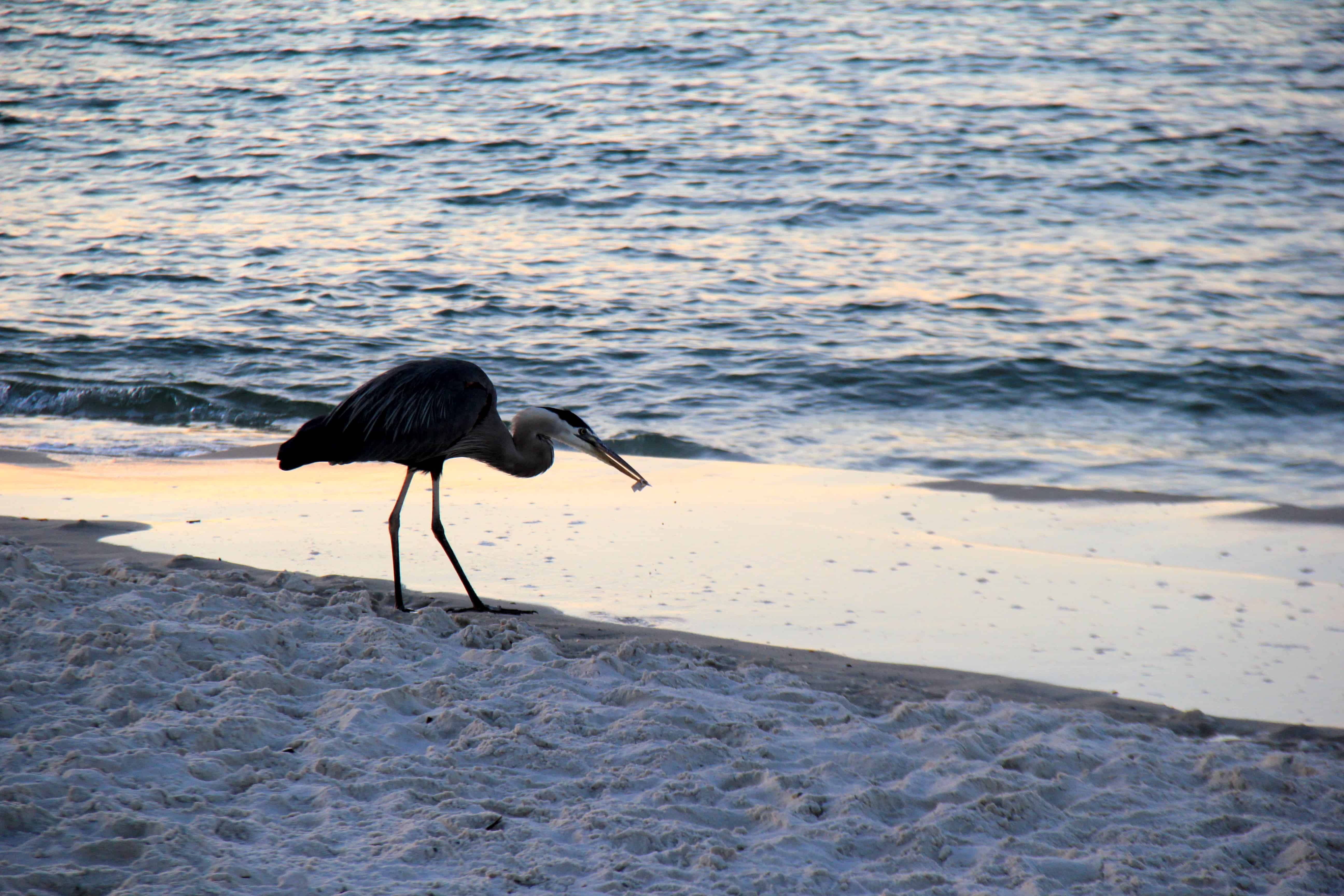 Bird Wandering Along the Beach